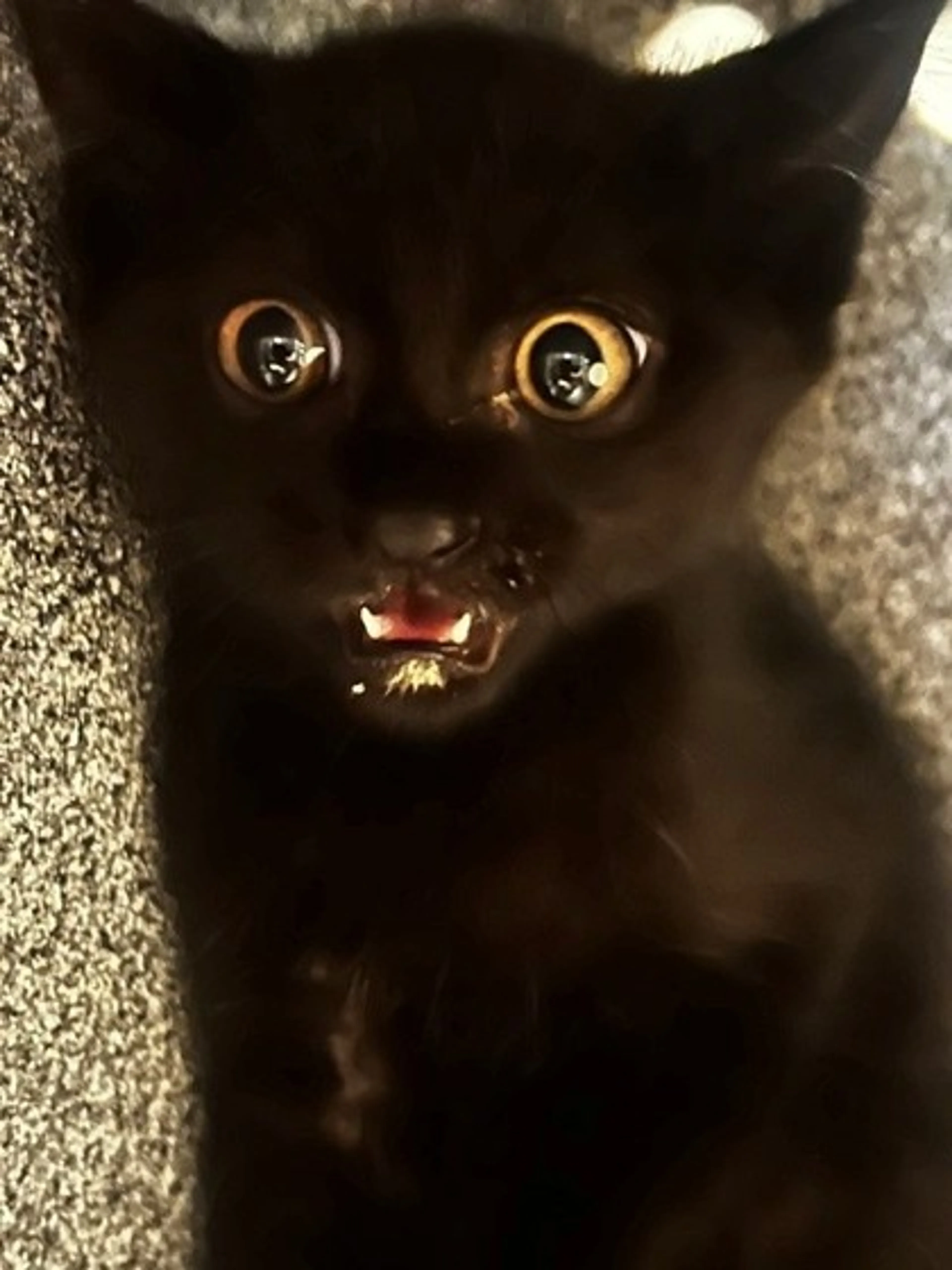 Found pet-0