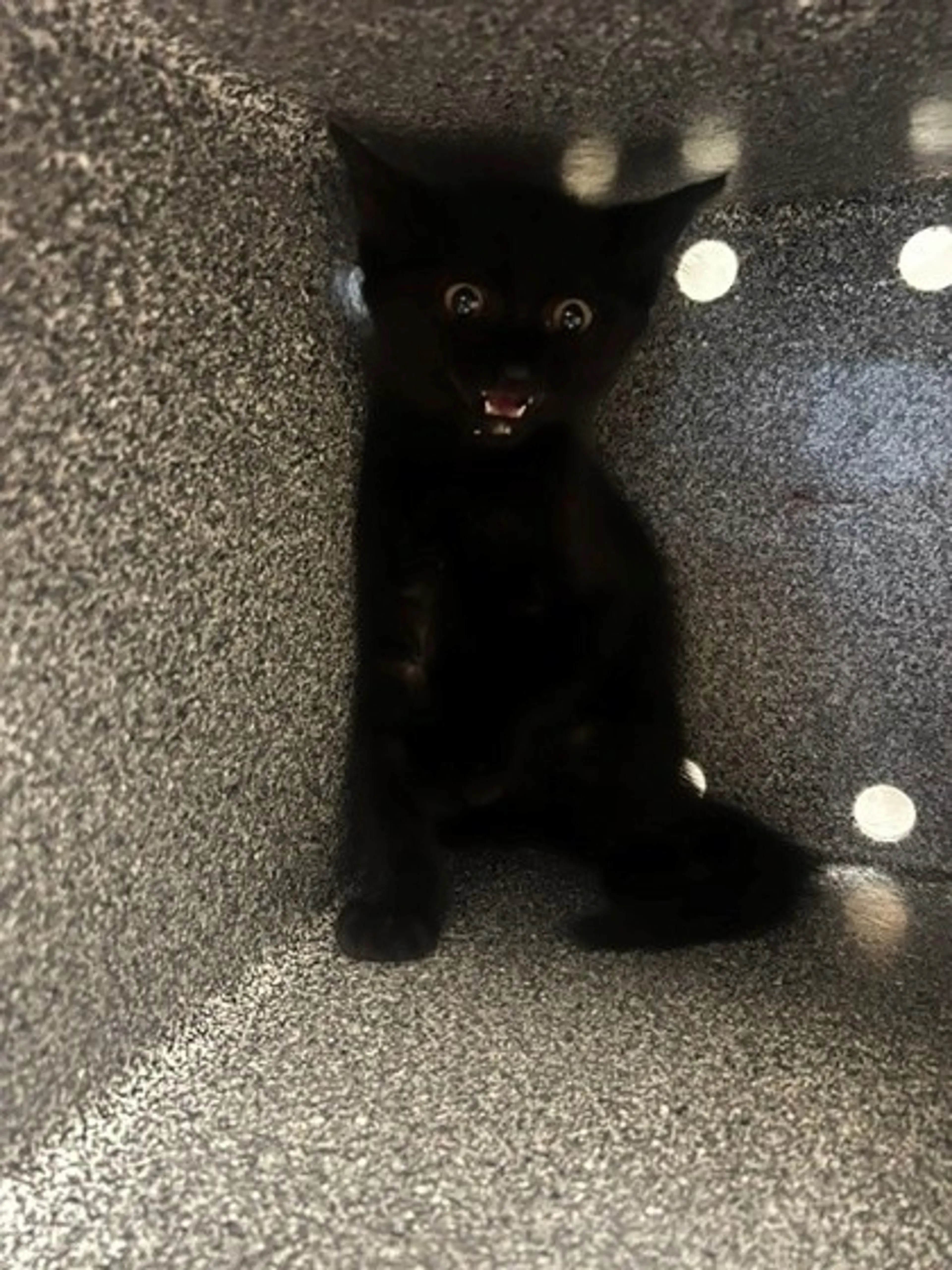 Found pet-2