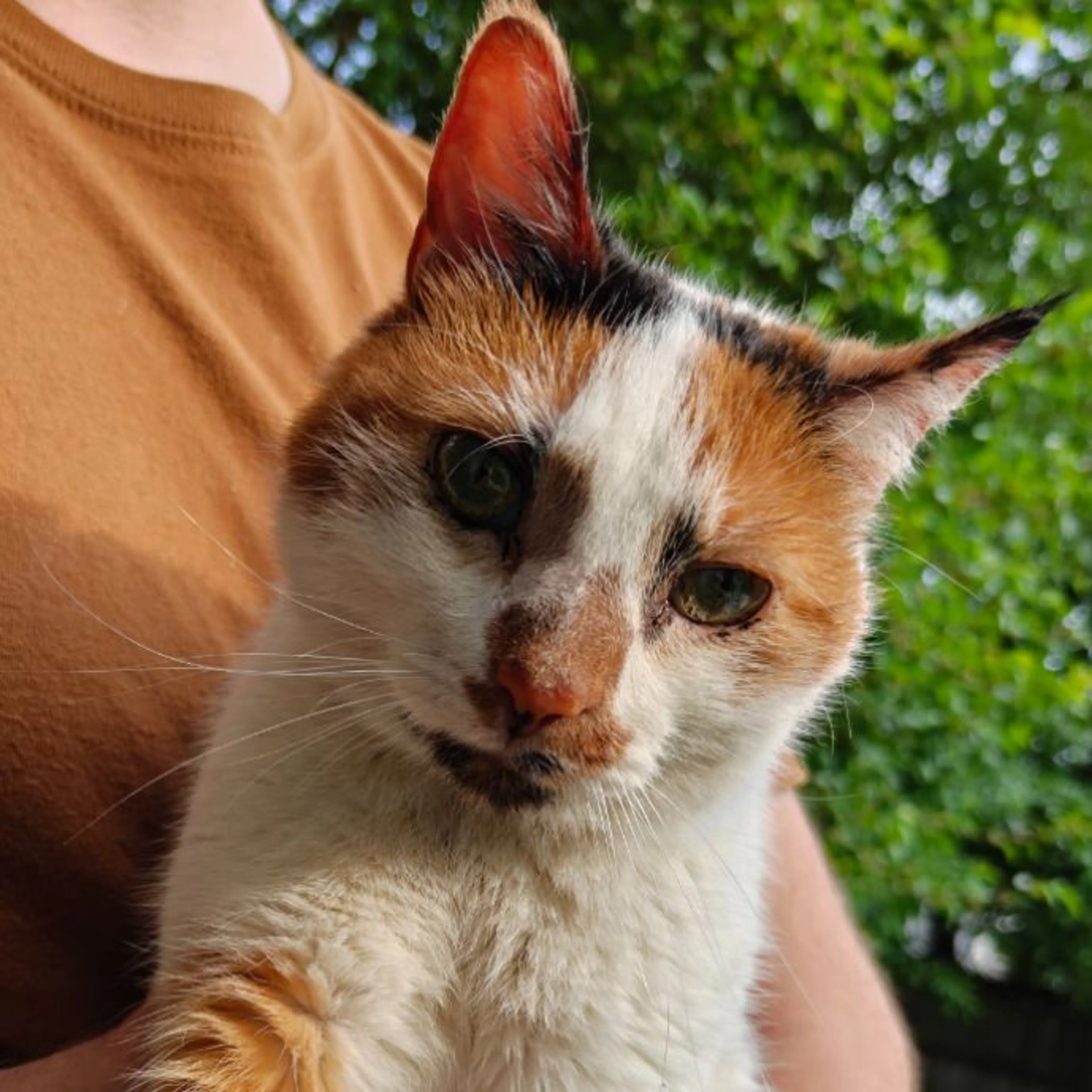 Found pet