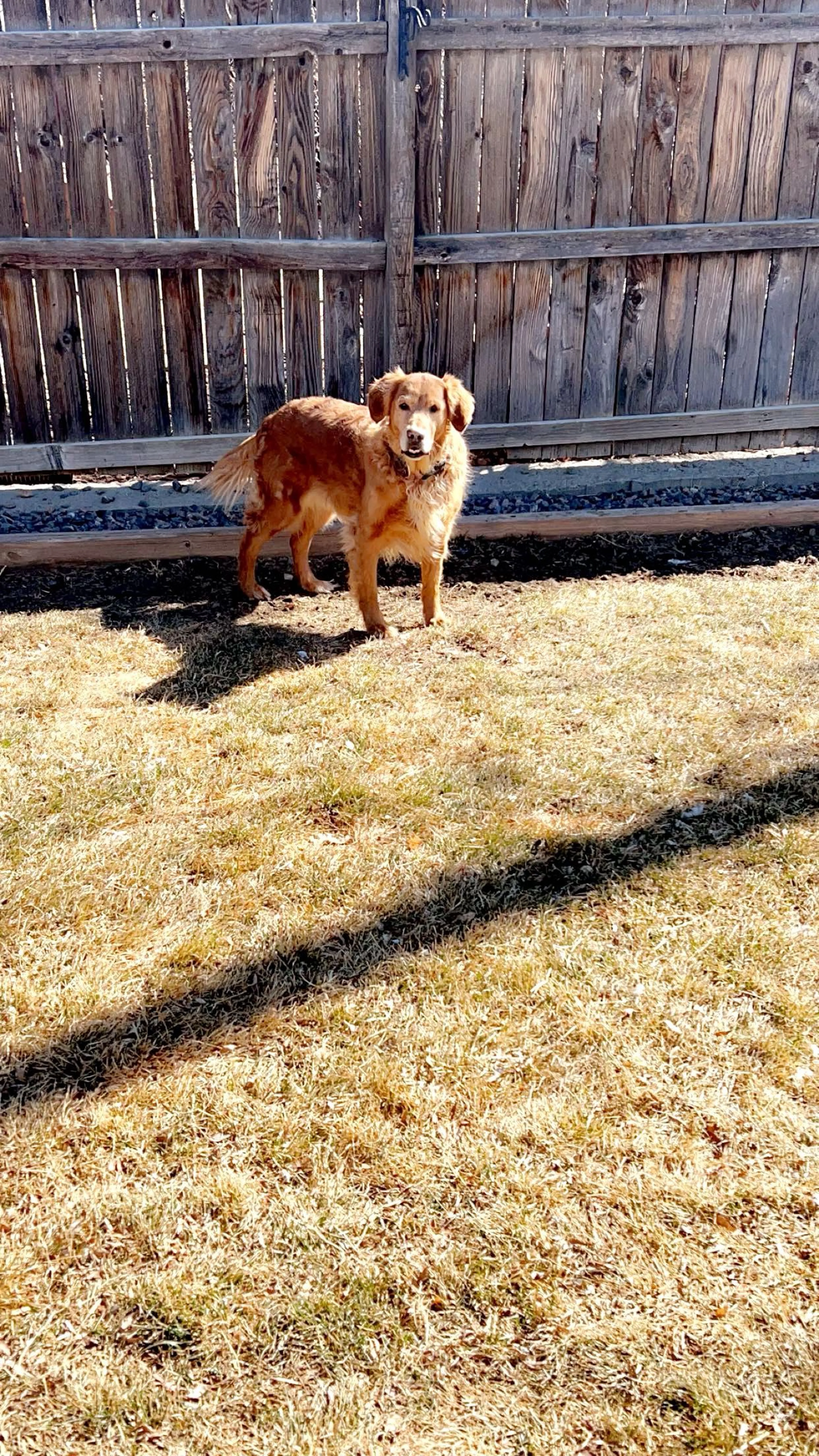 Lost pet-0