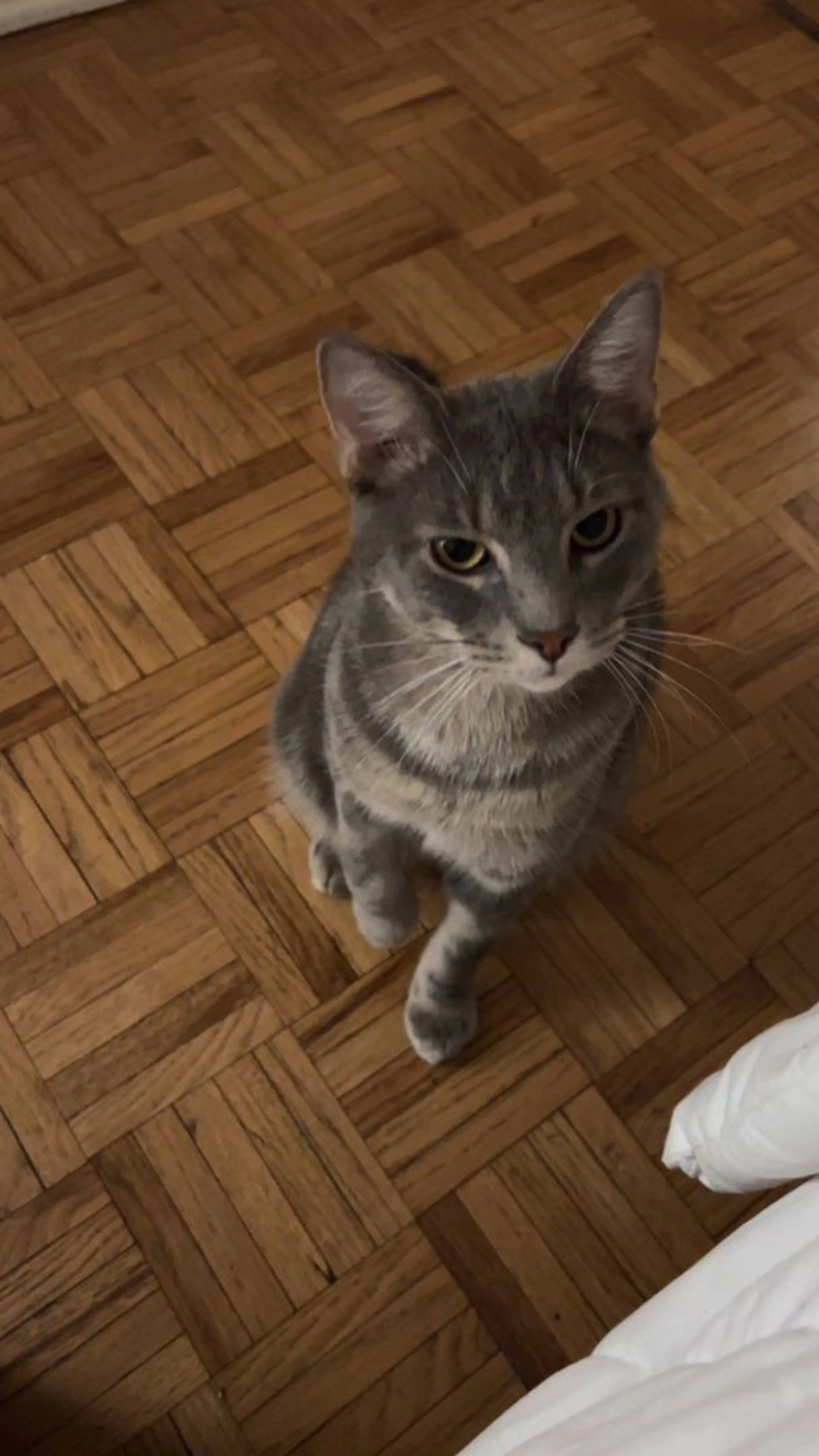 Lost pet-2