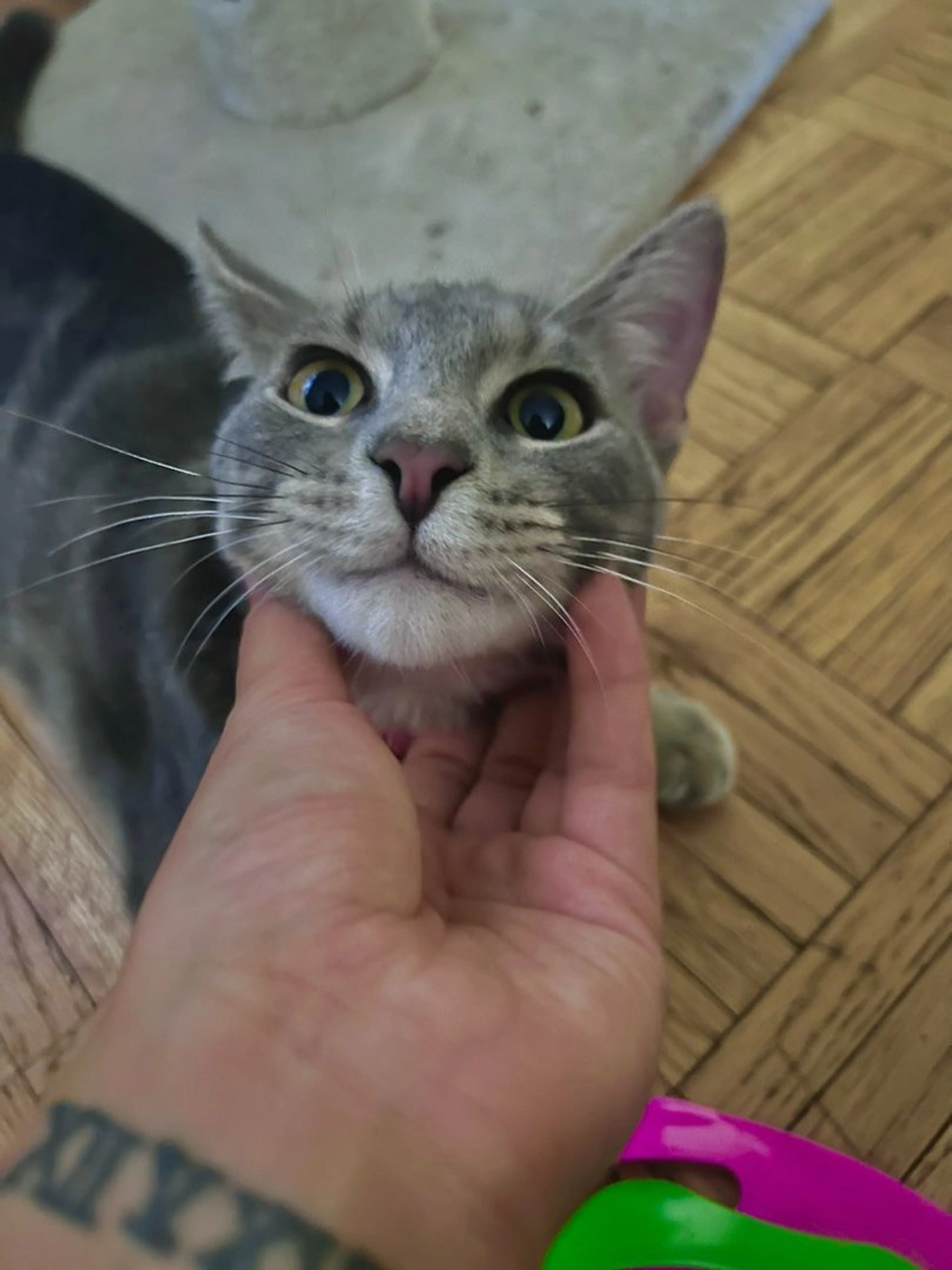 Lost pet-1