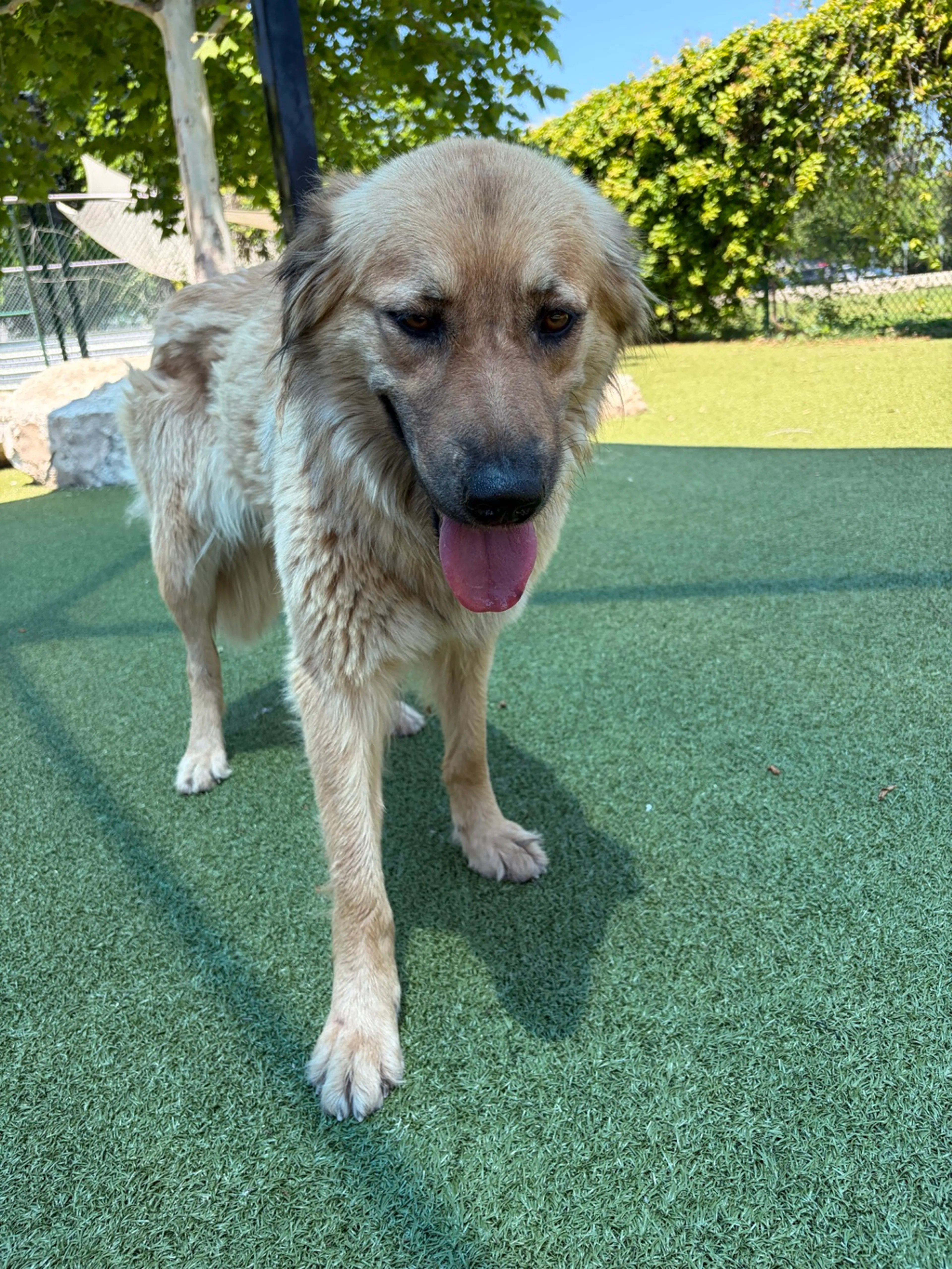 Found pet-1