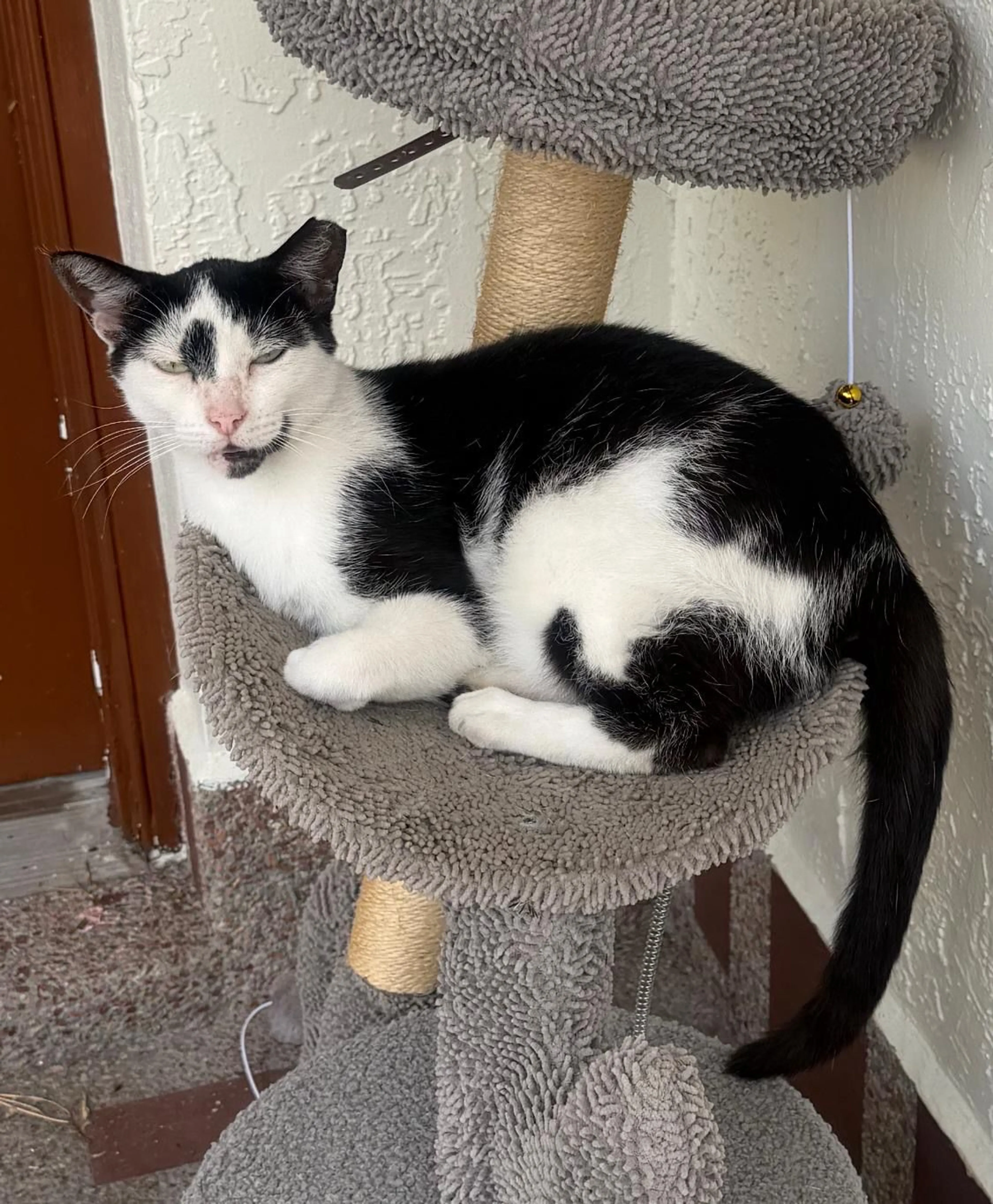 Lost pet-1