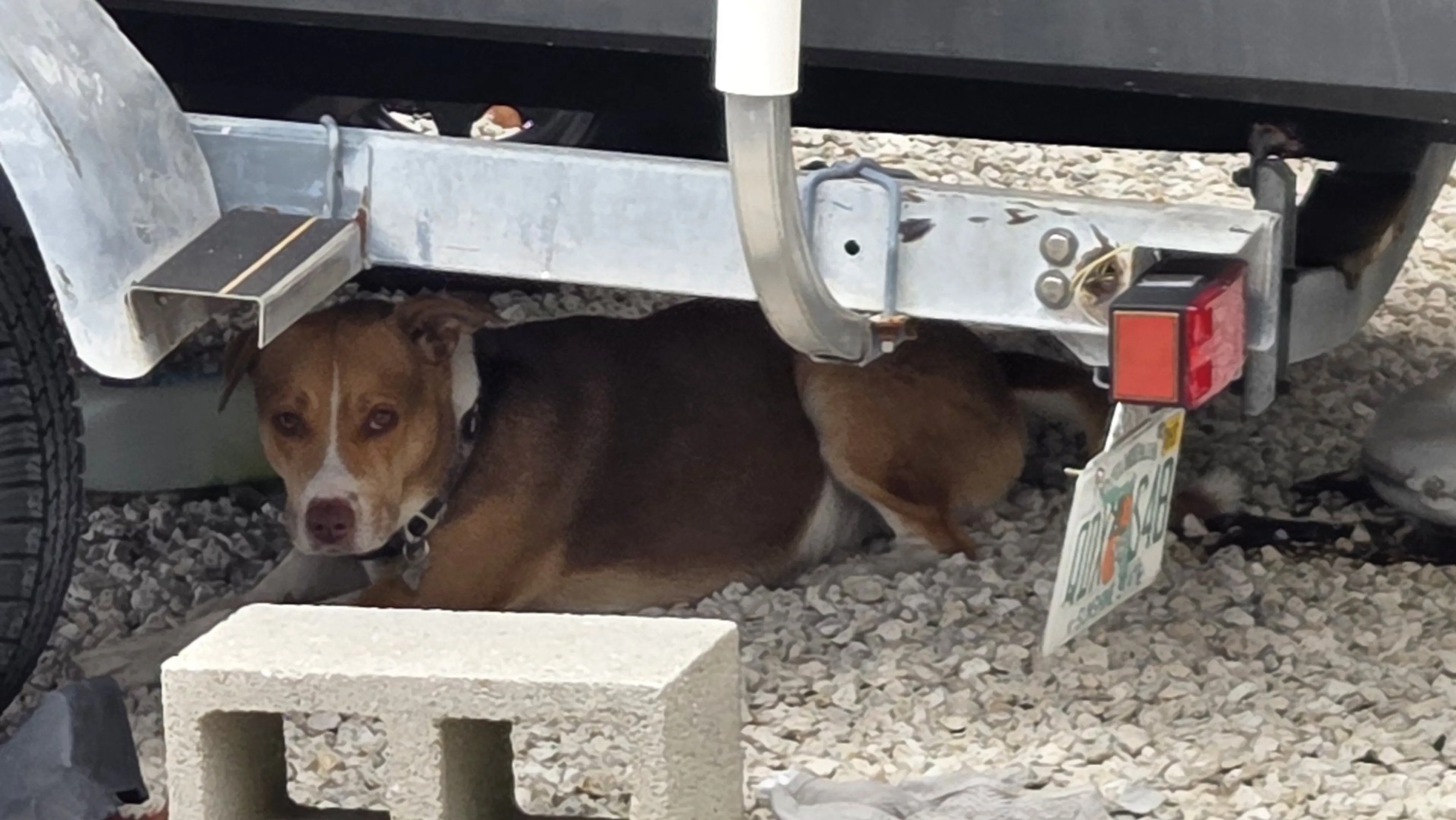 Lost pet-1