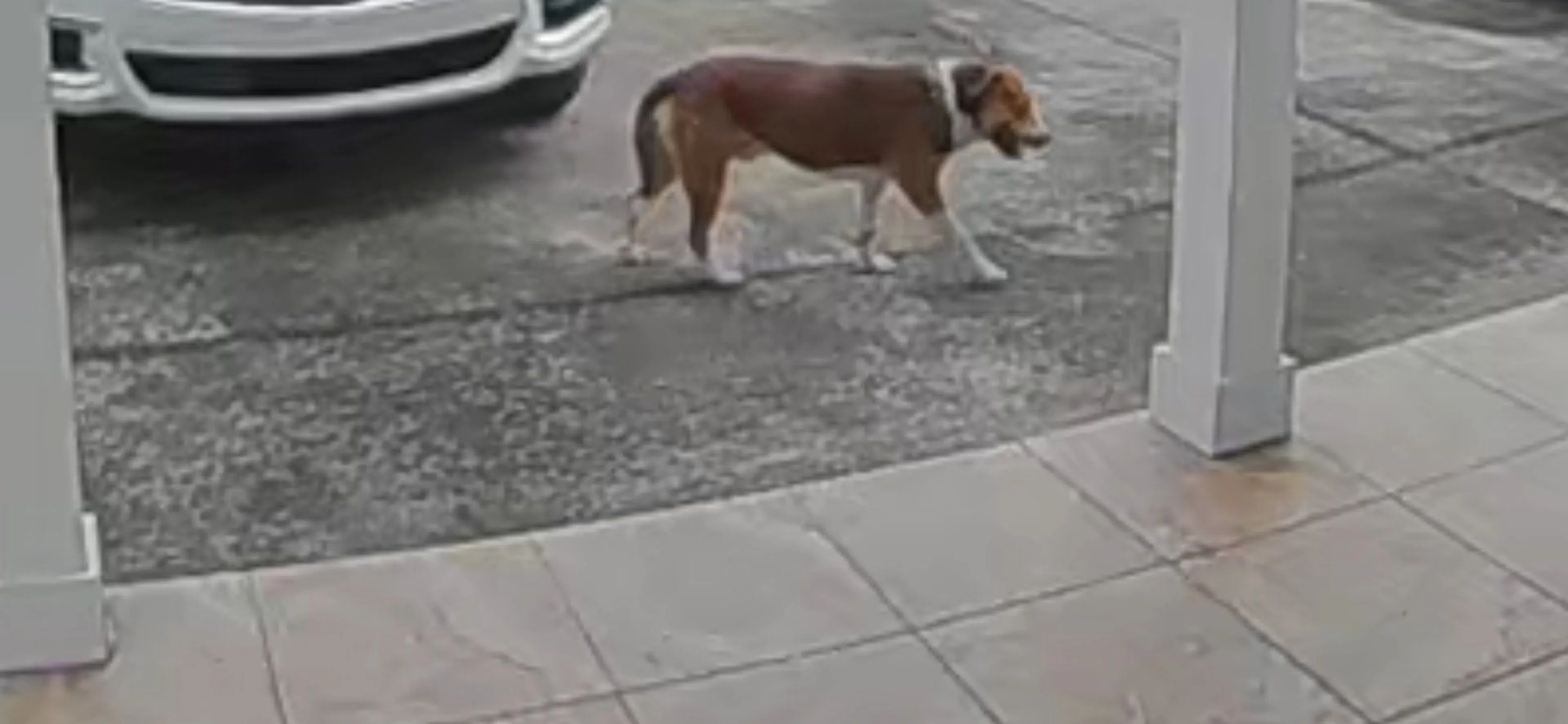 Lost pet-0