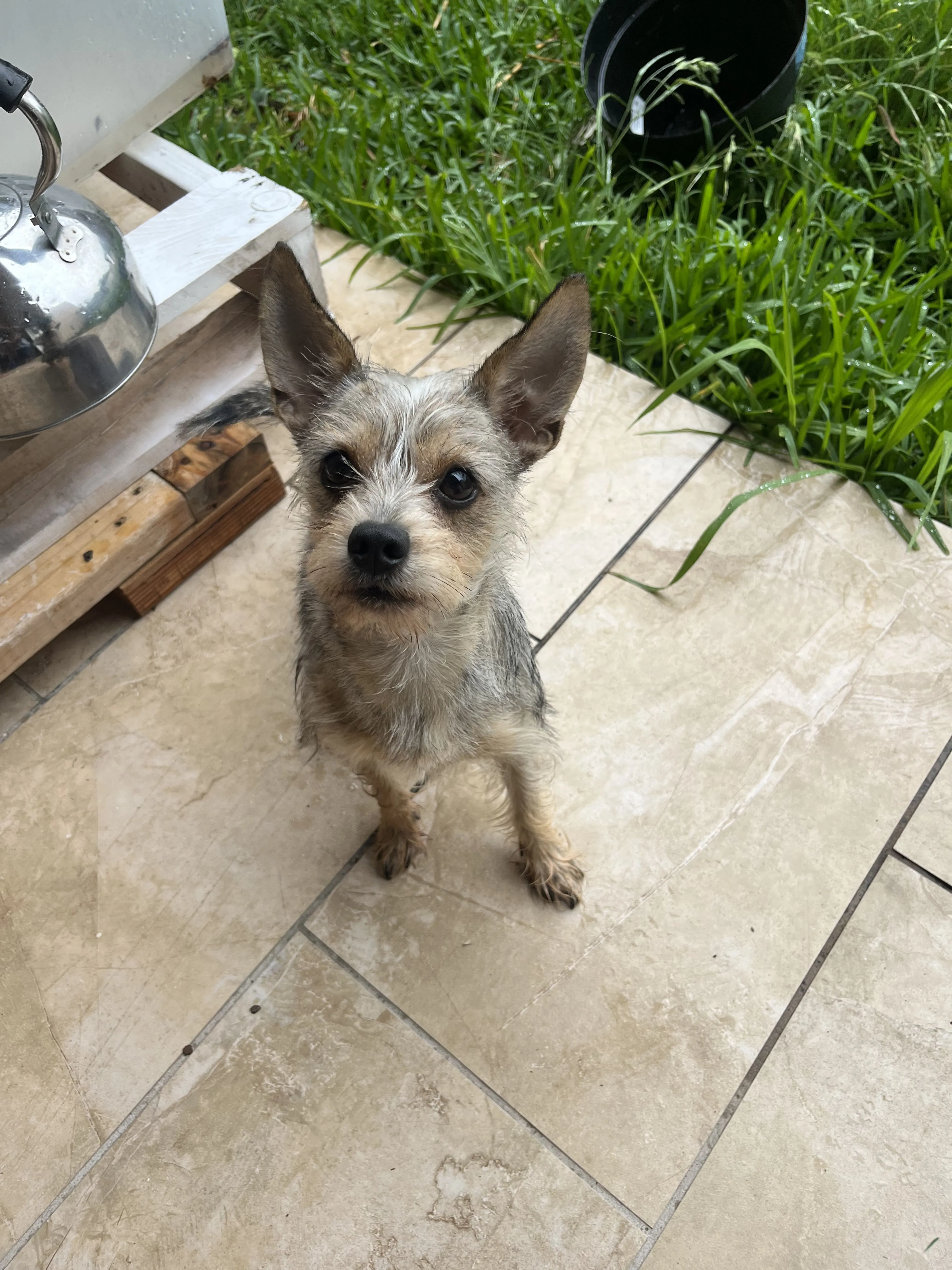 Lost pet-0