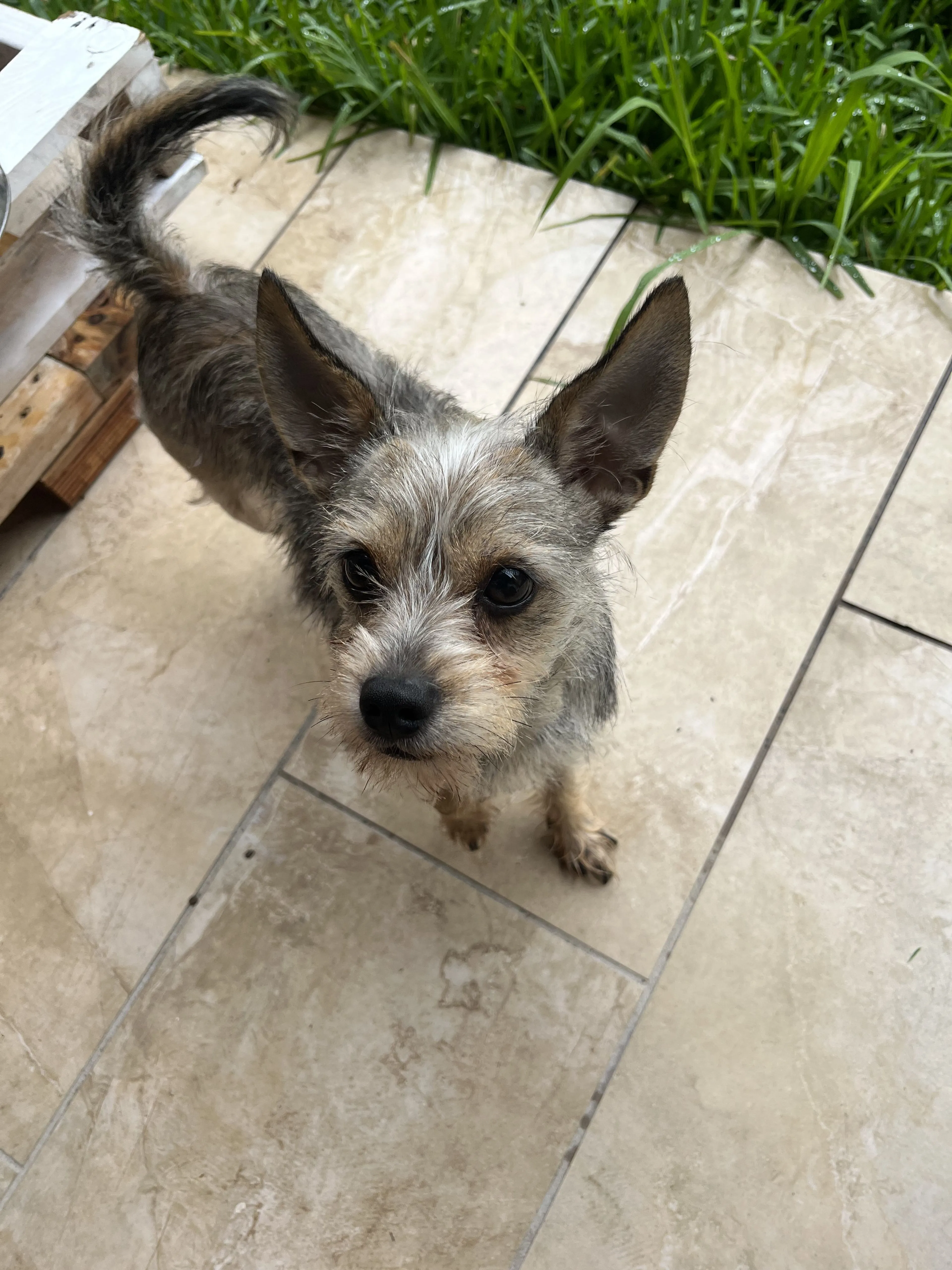 Lost pet-1