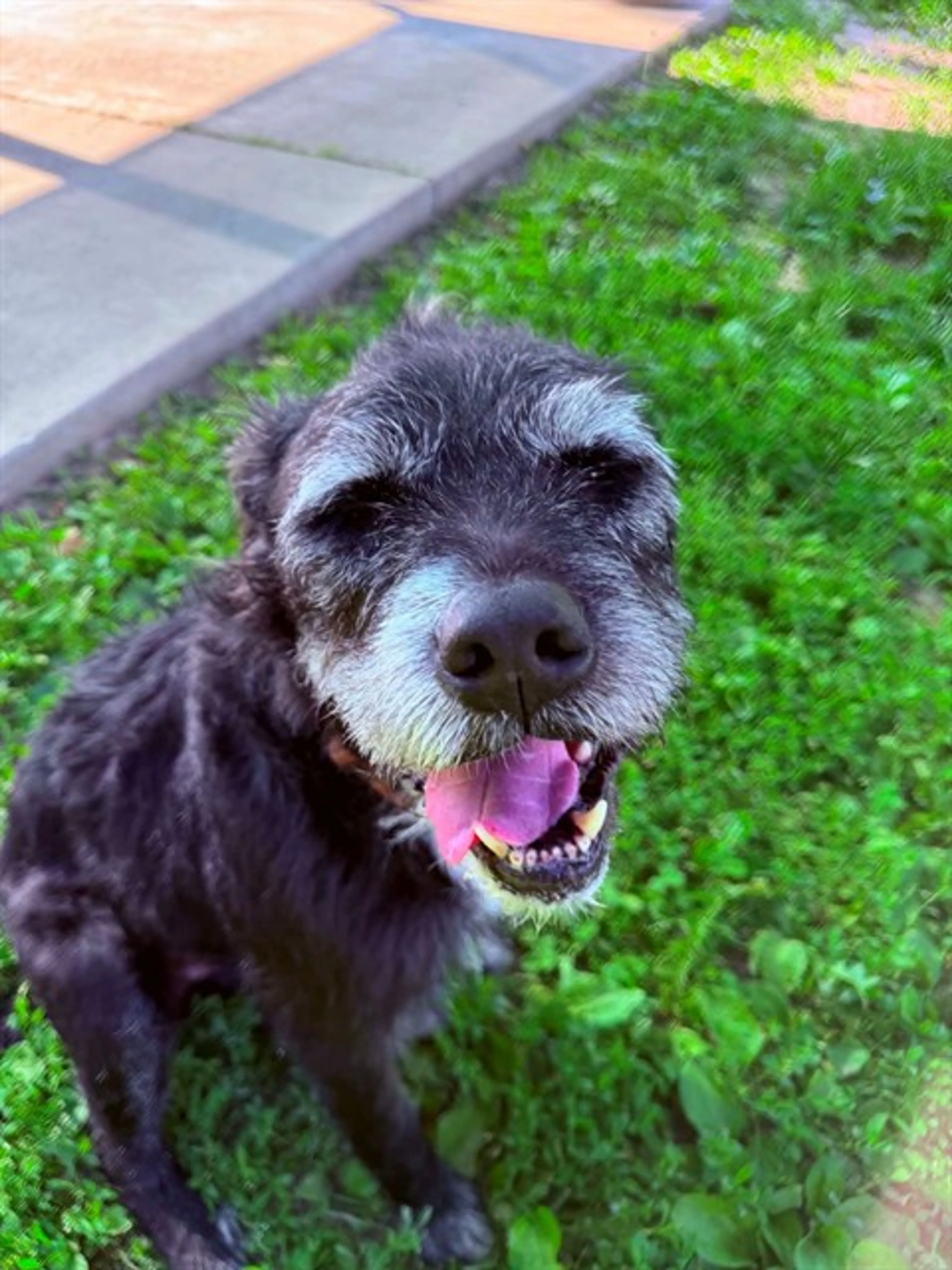 Found pet