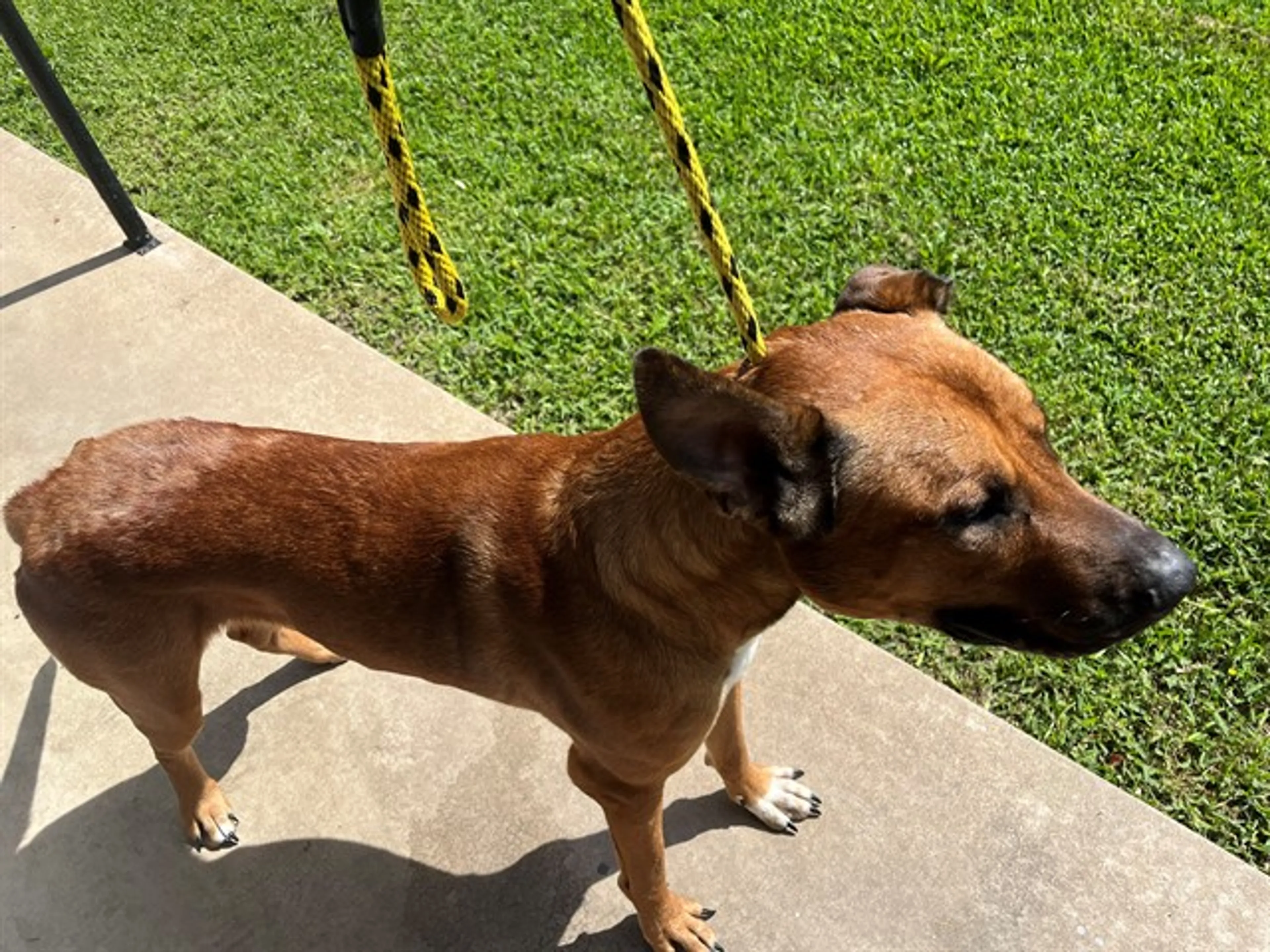 Found pet
