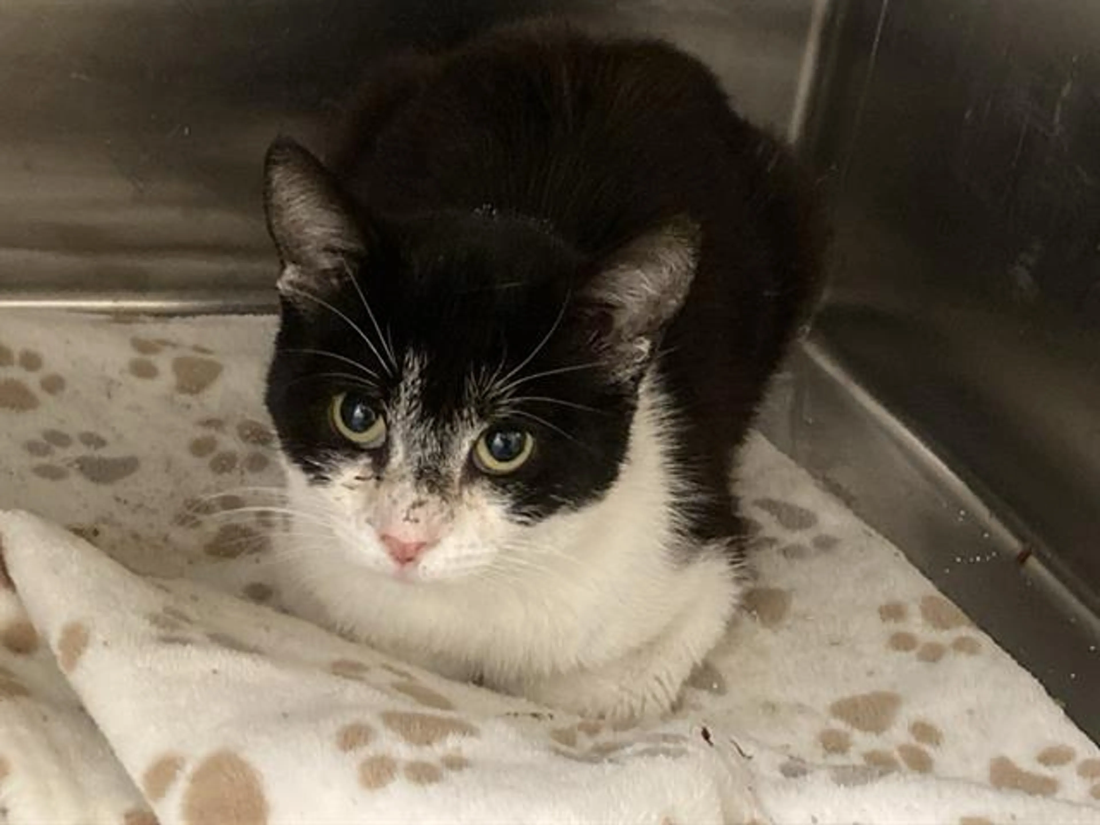 Found pet