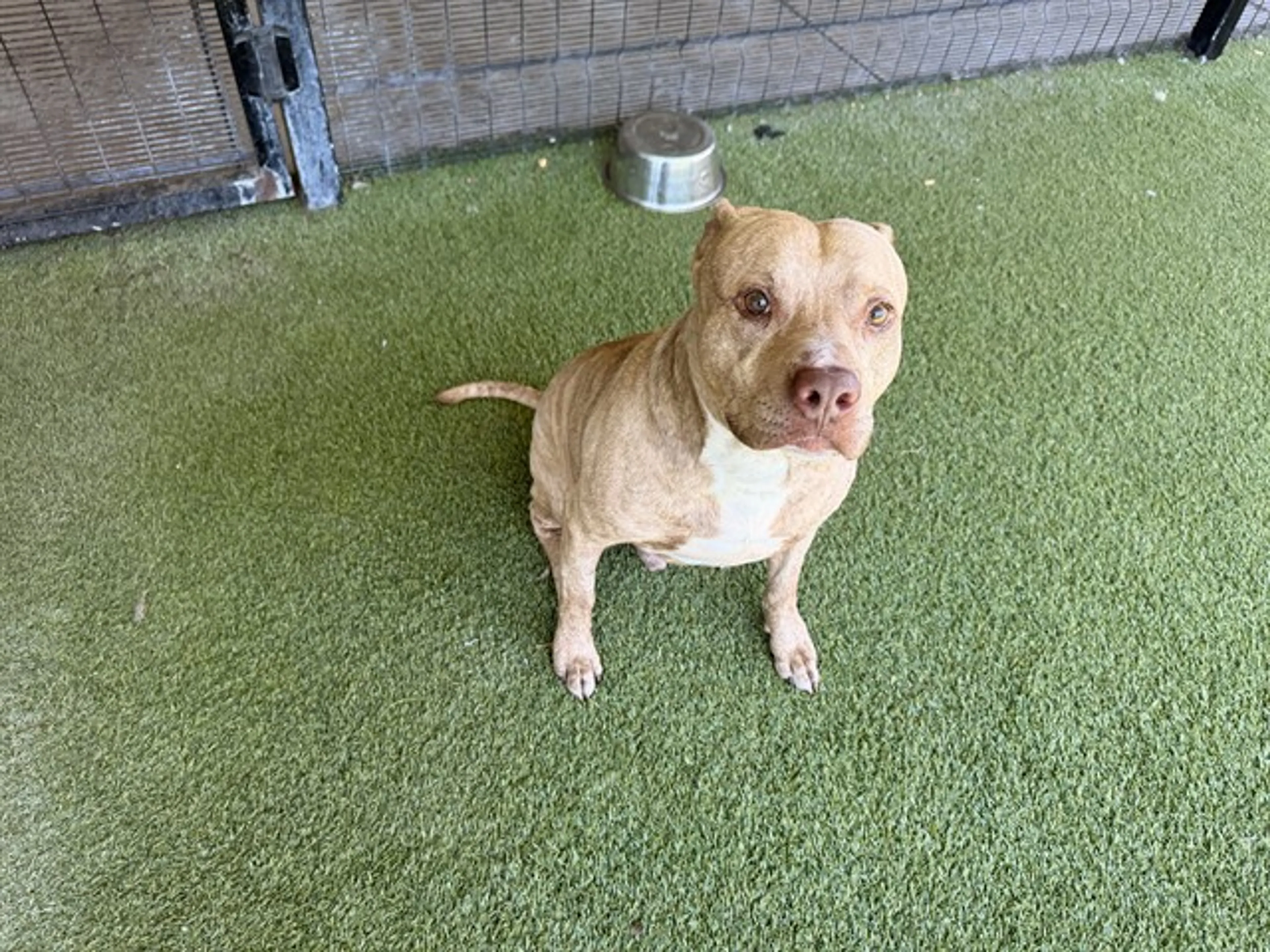 Found pet