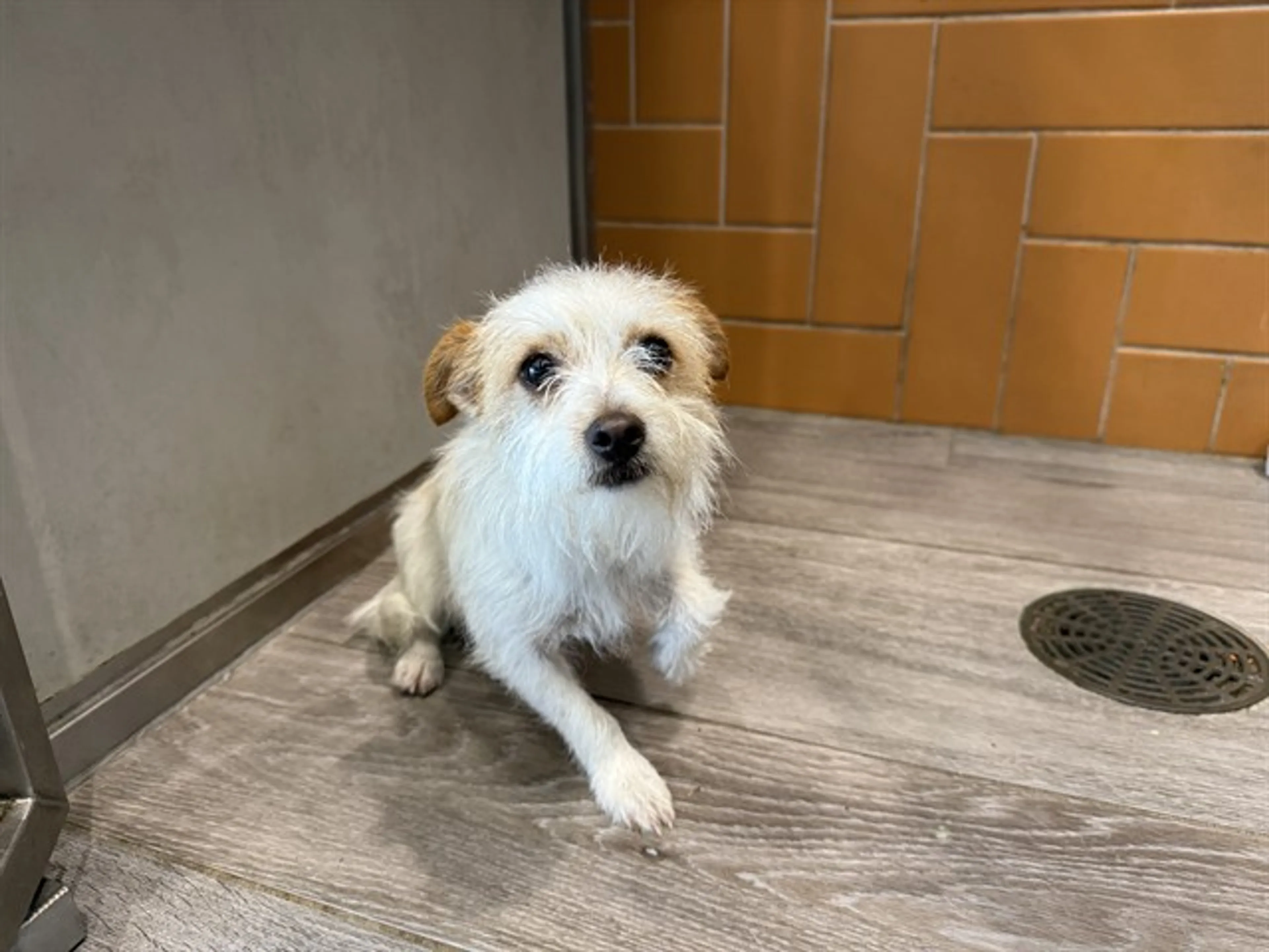 Found pet