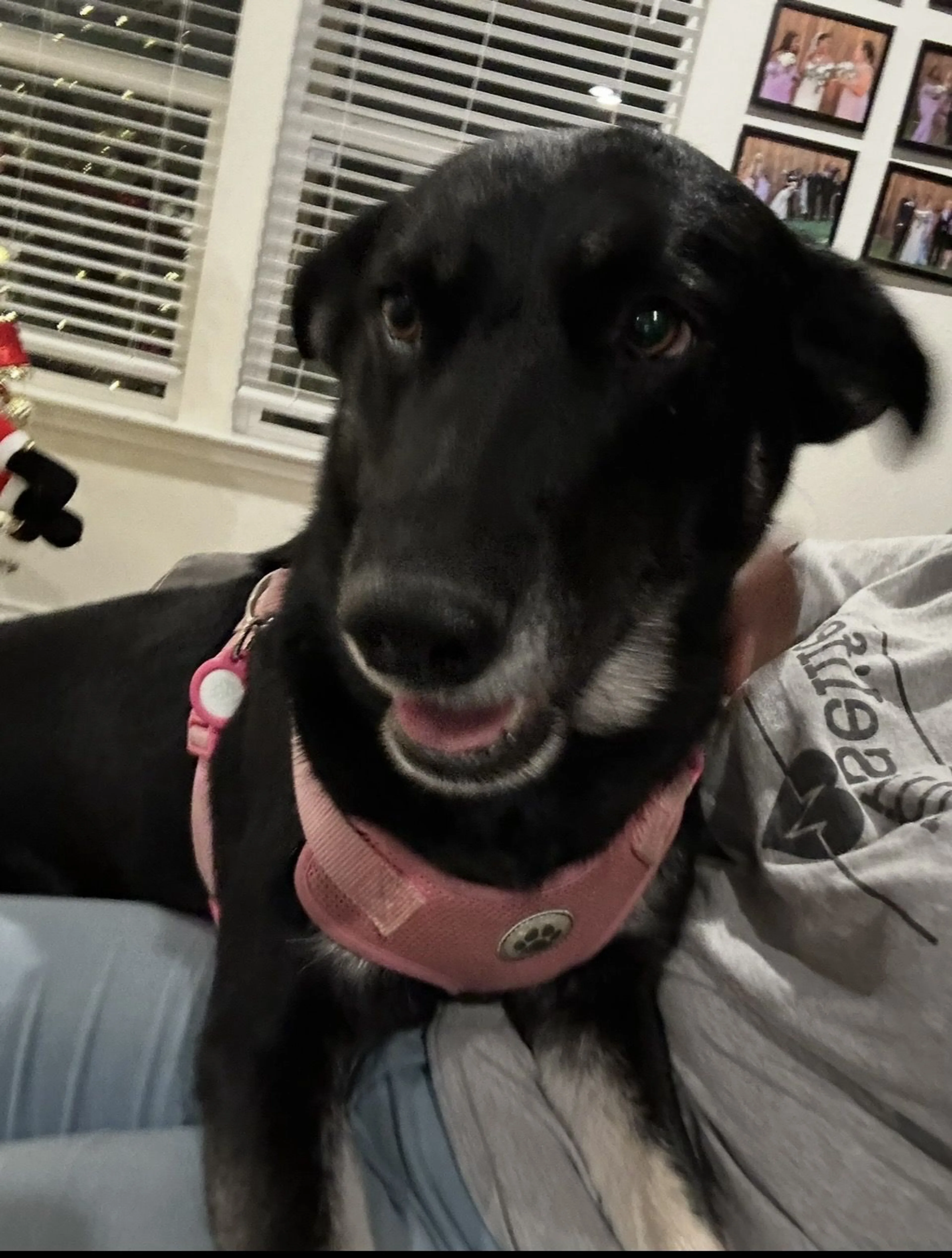 Lost pet-4