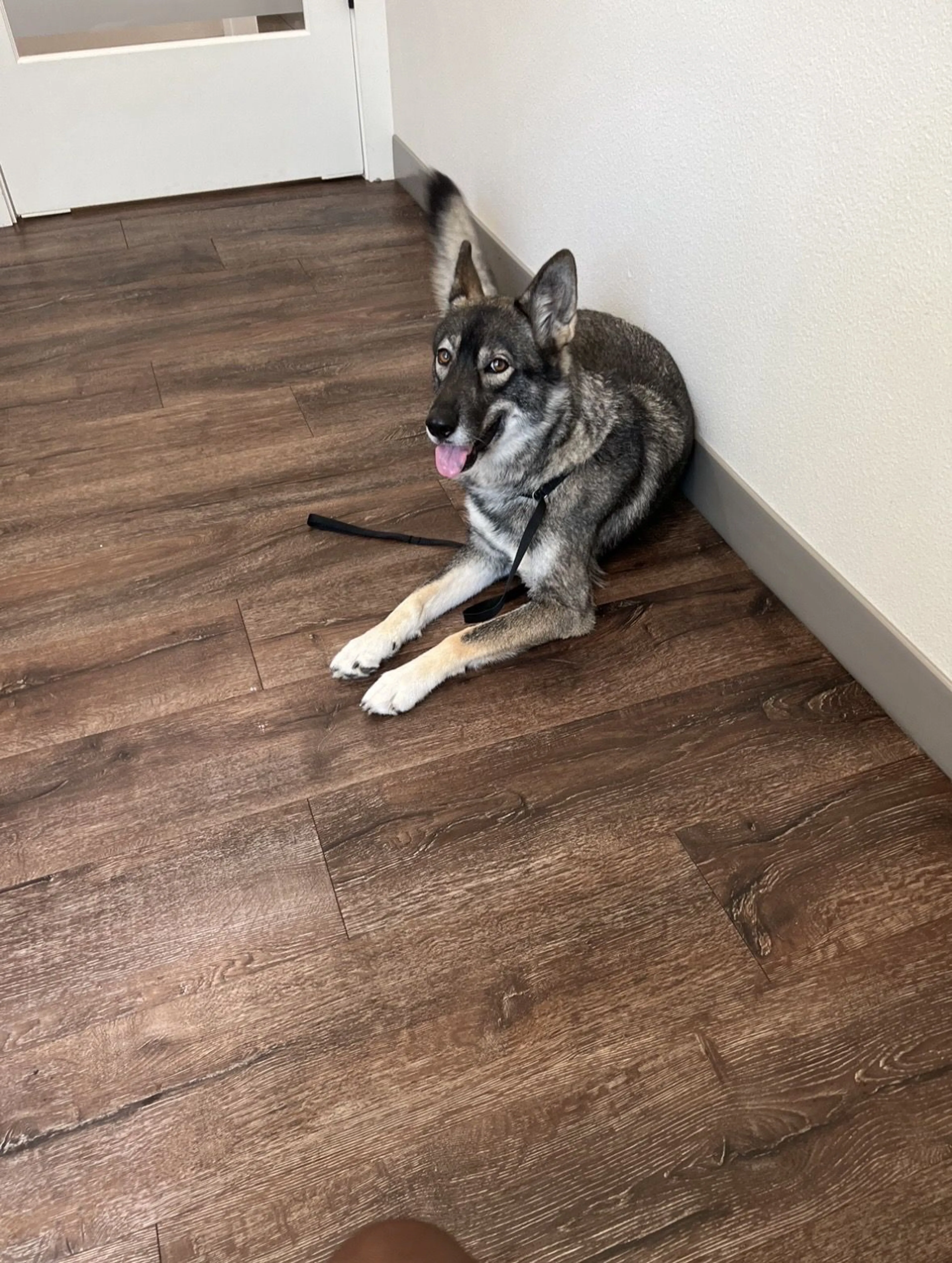 Lost pet-3