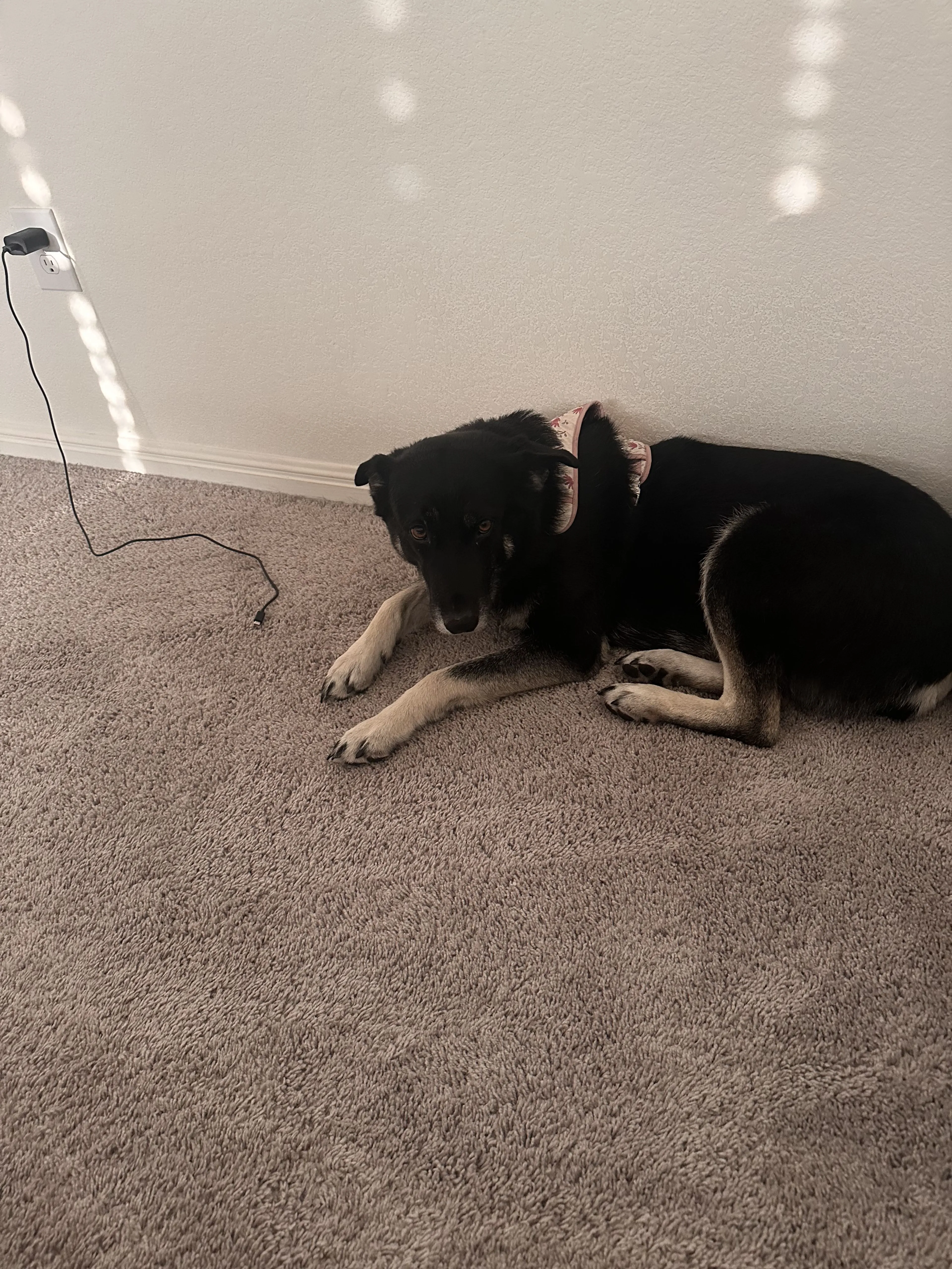 Lost pet-1