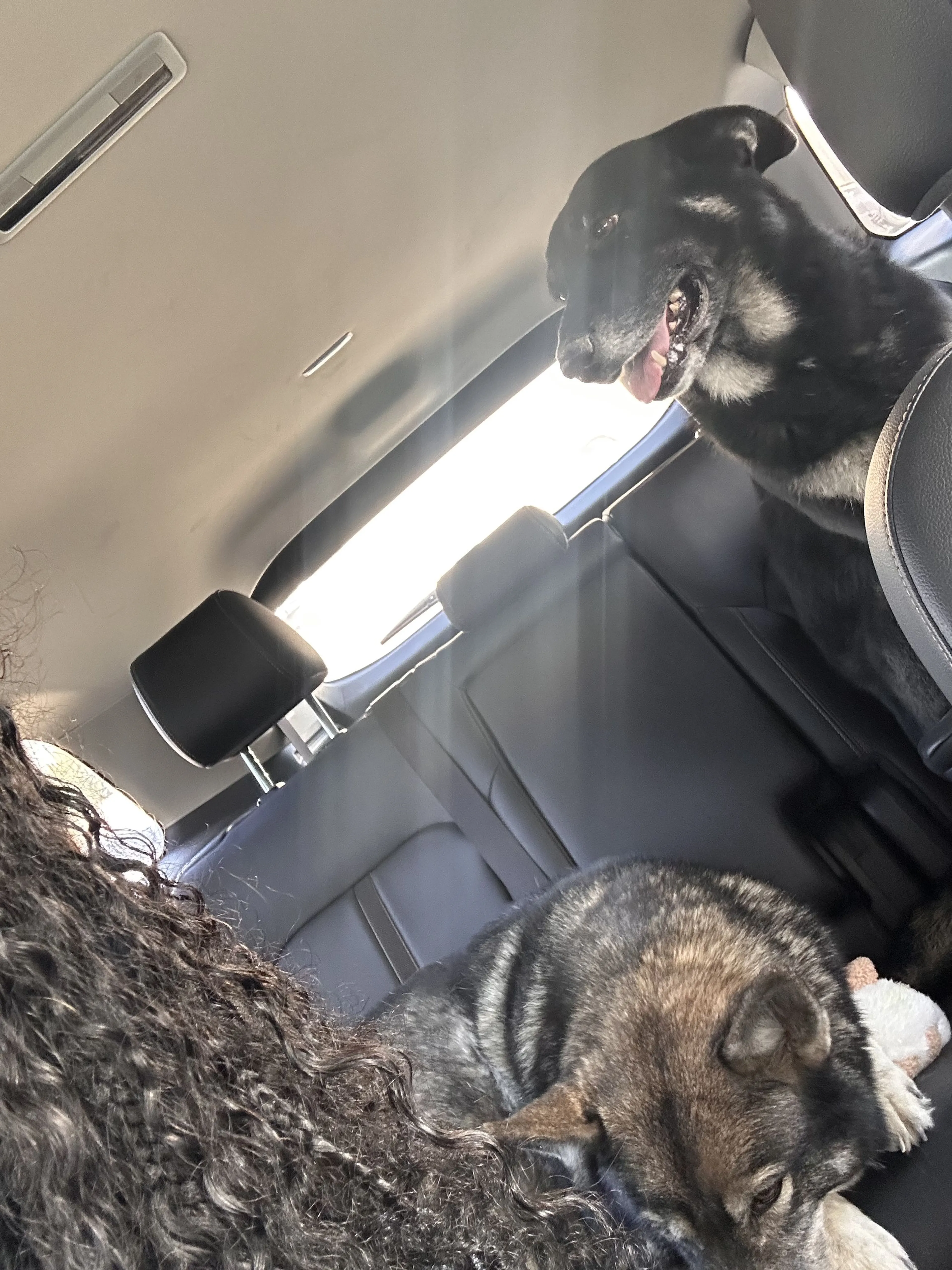 Lost pet-2