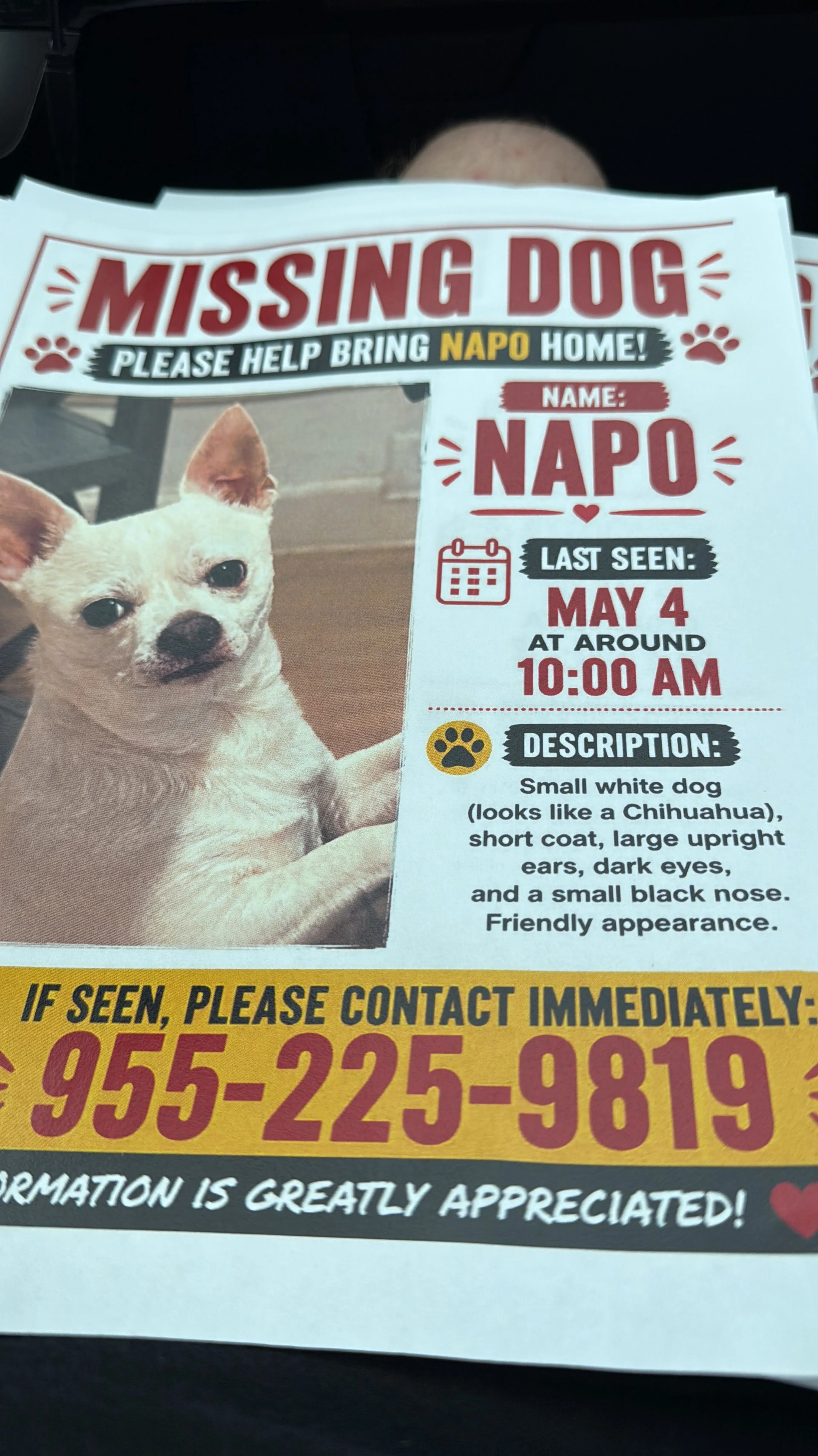Lost pet