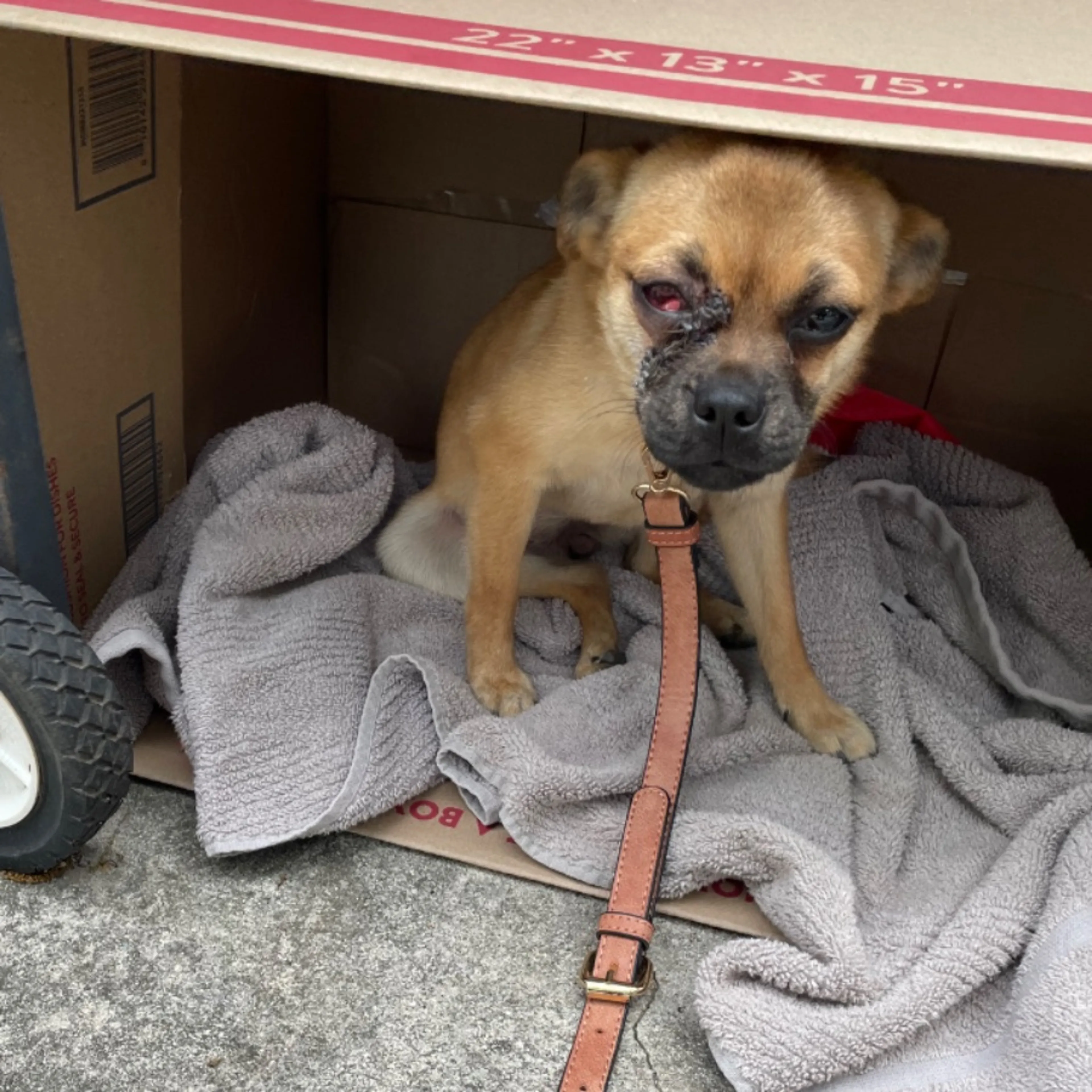 Found pet
