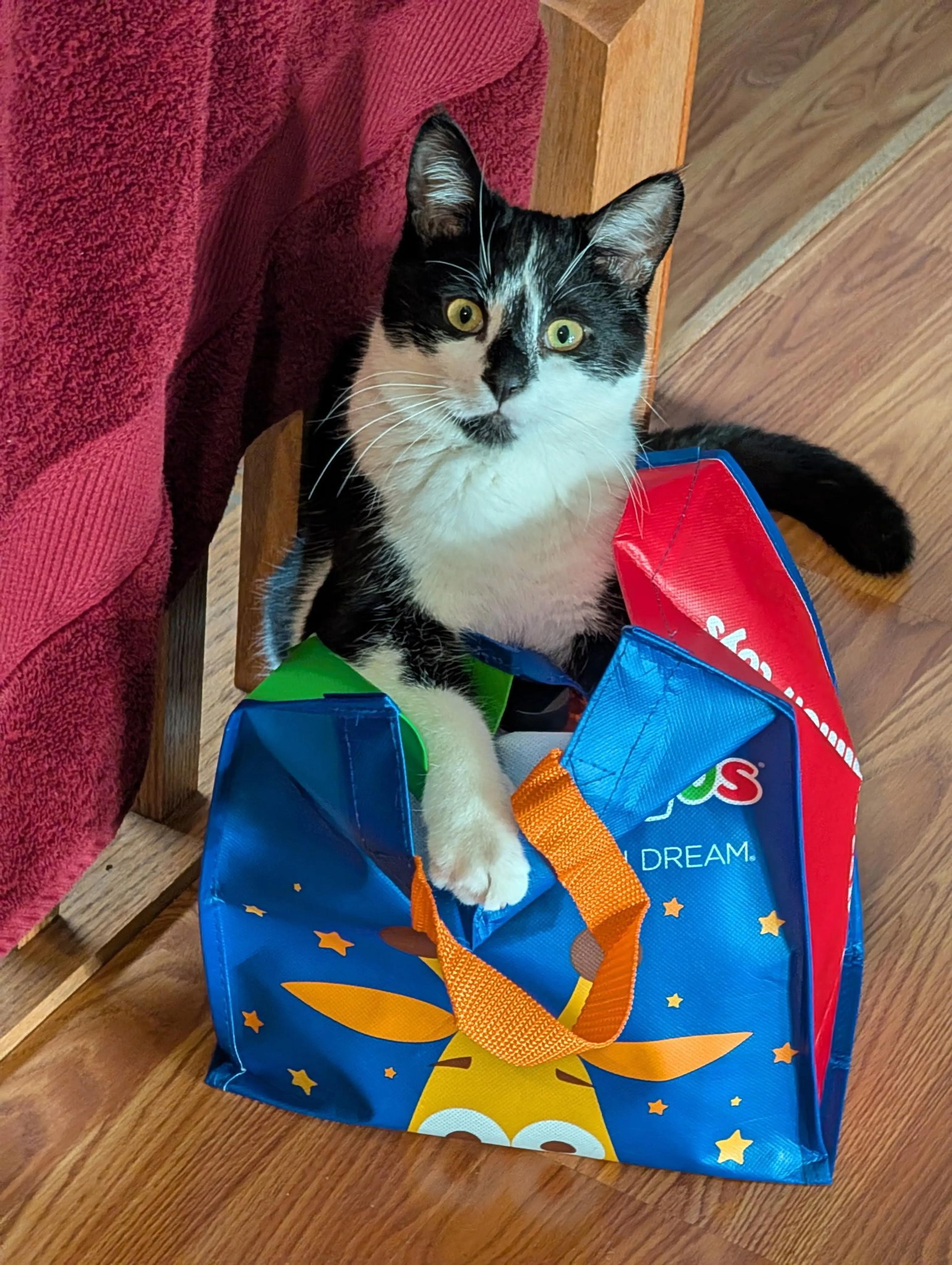 Lost pet-0