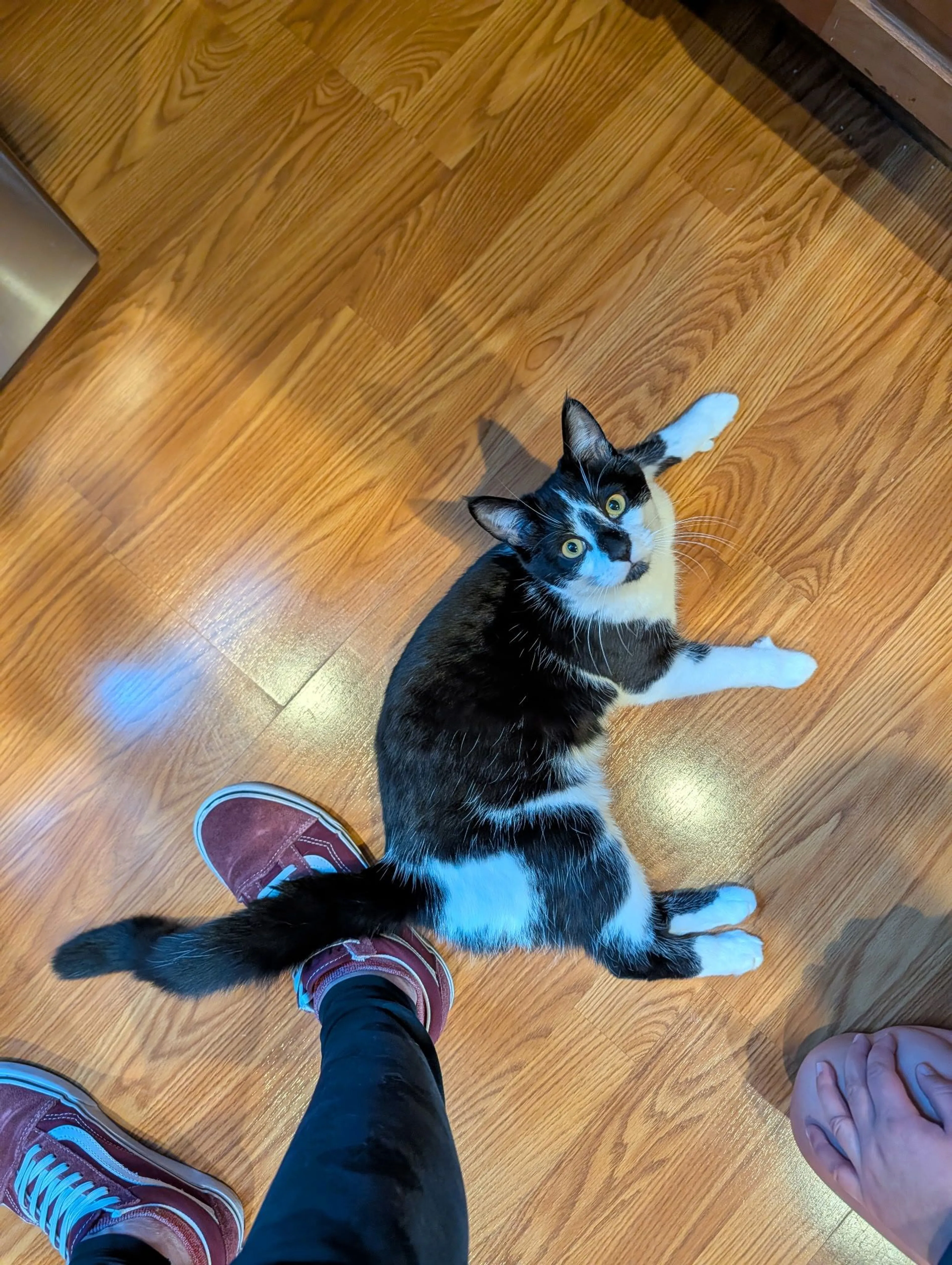Lost pet-1