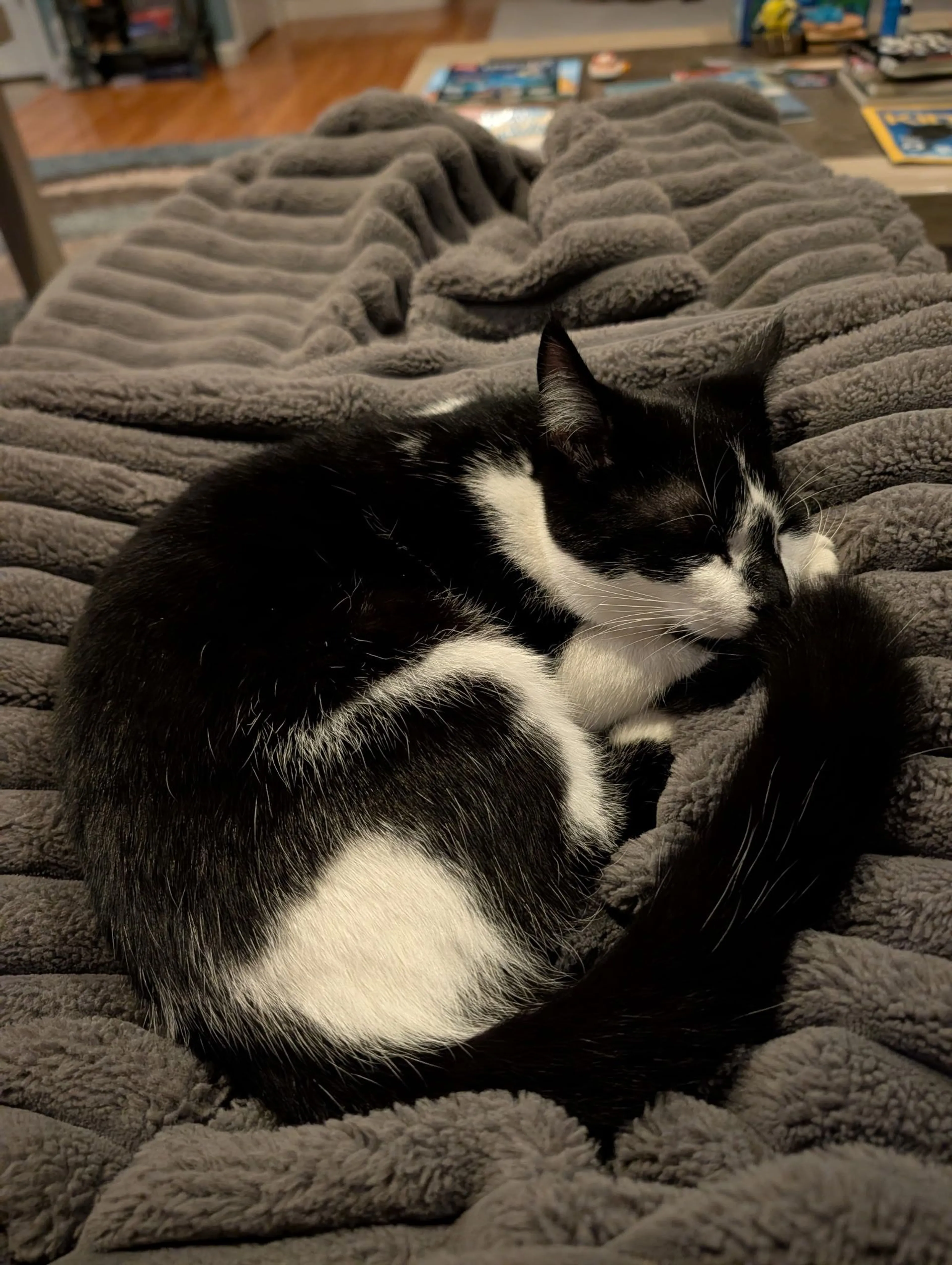 Lost pet-3