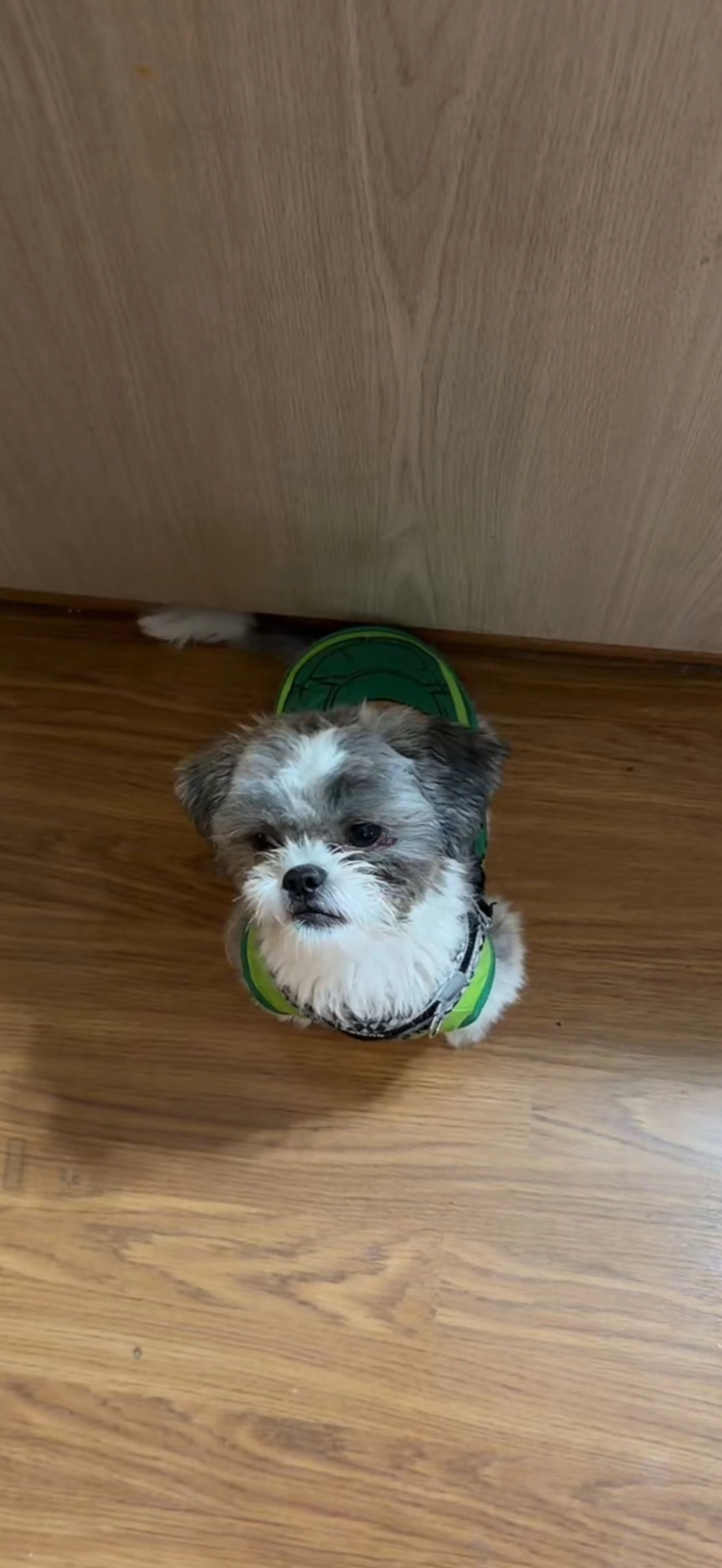 Lost pet-1