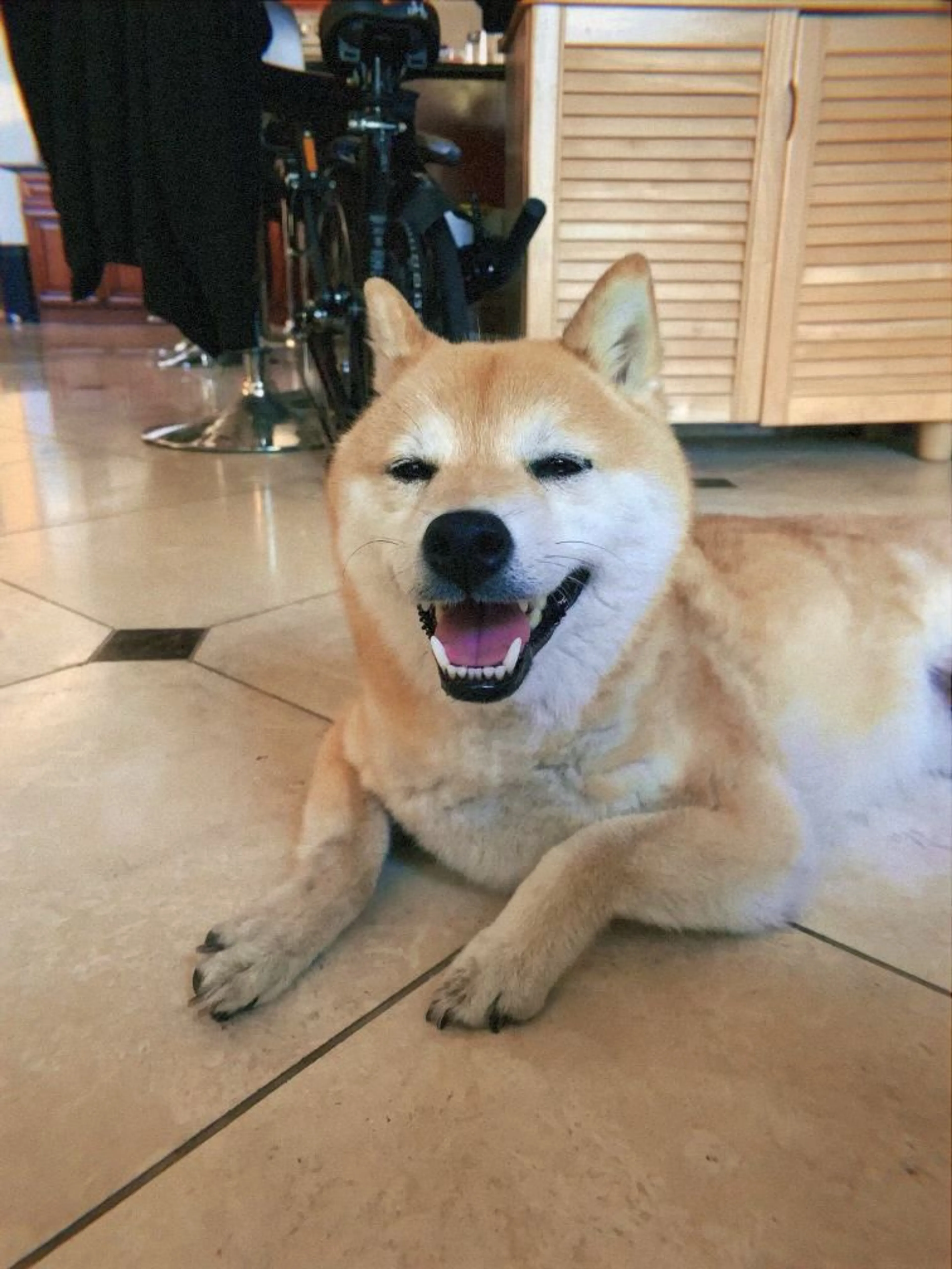 Lost pet