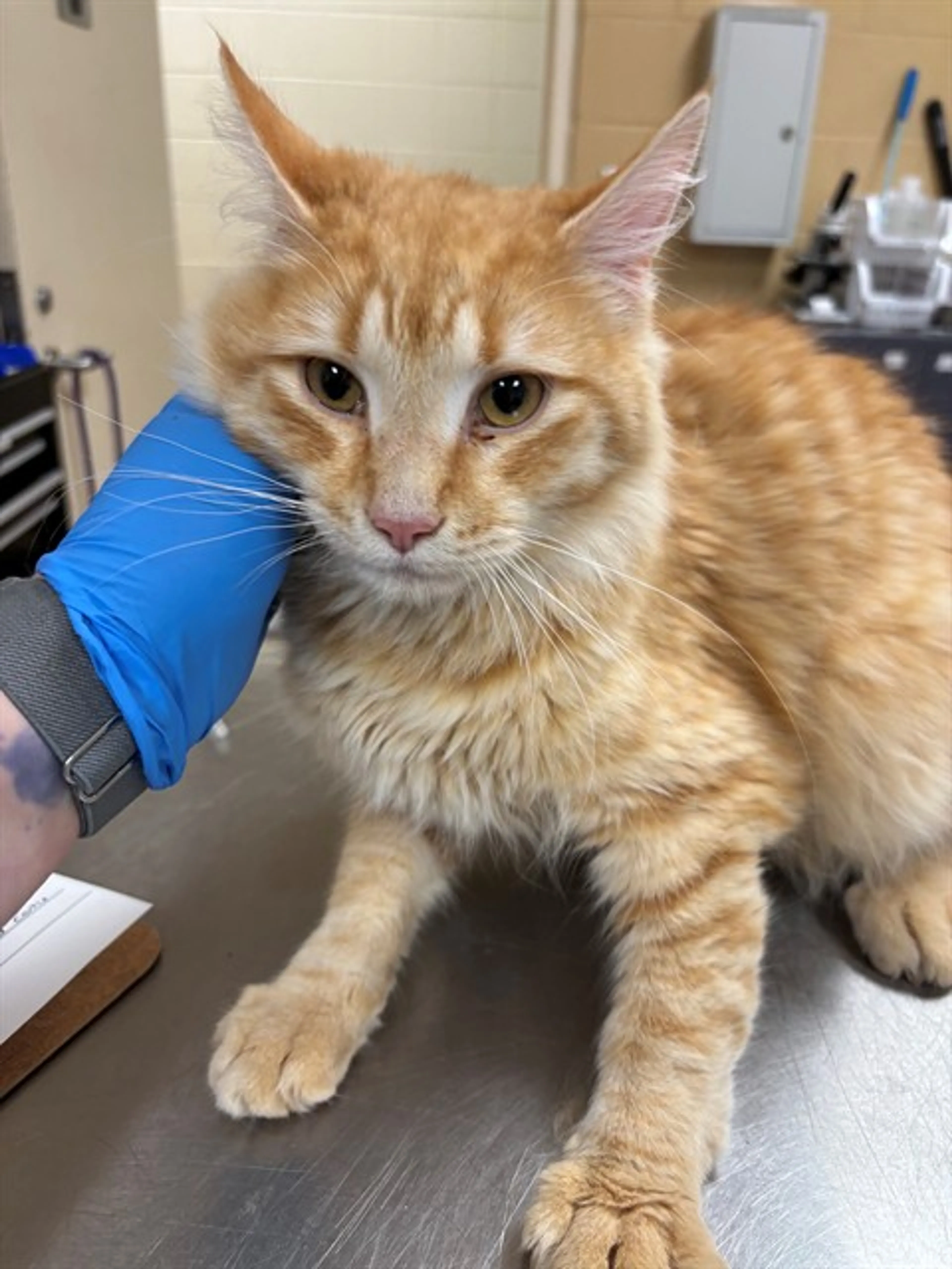 Found pet