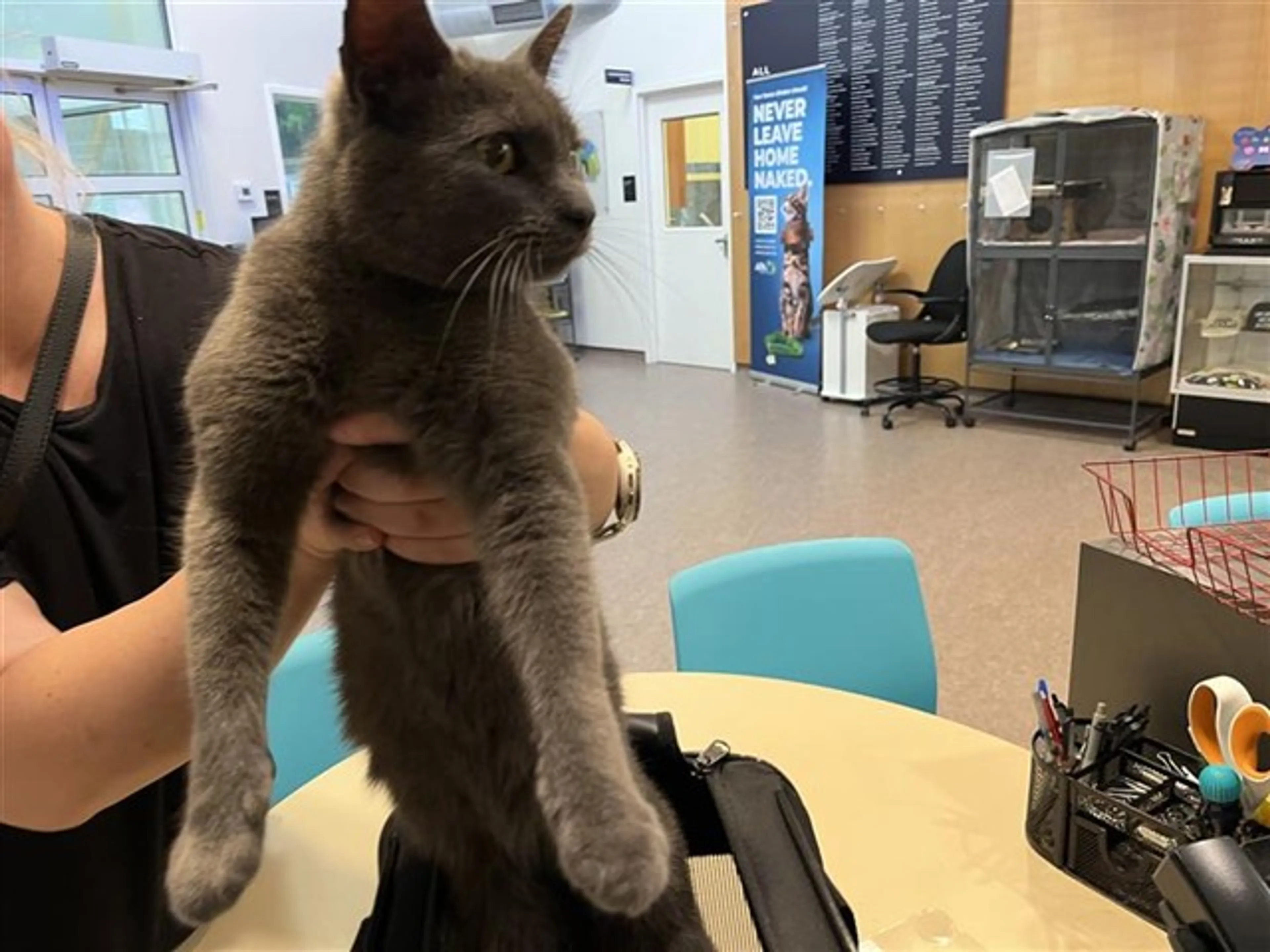 Found pet