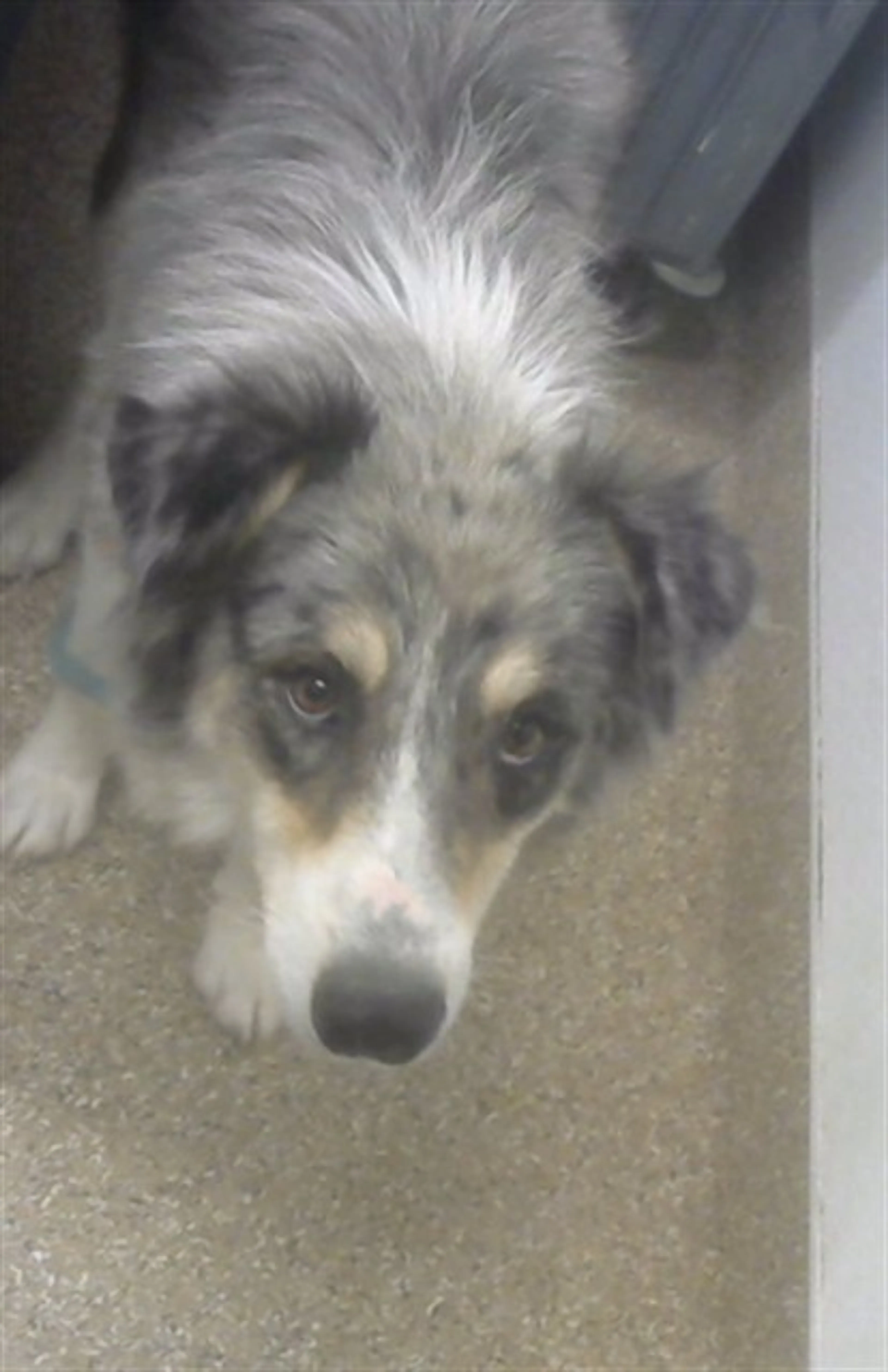 Found pet