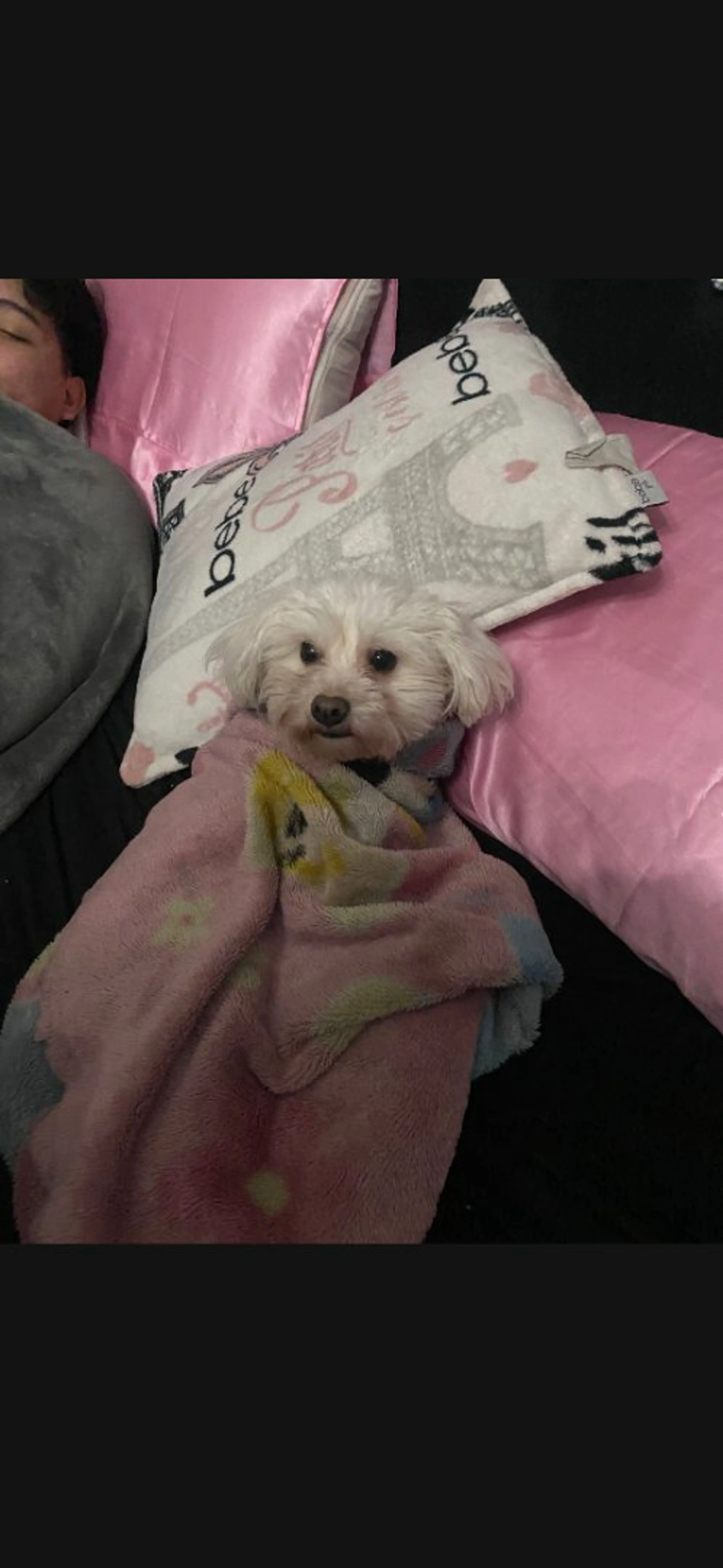 Lost pet-1