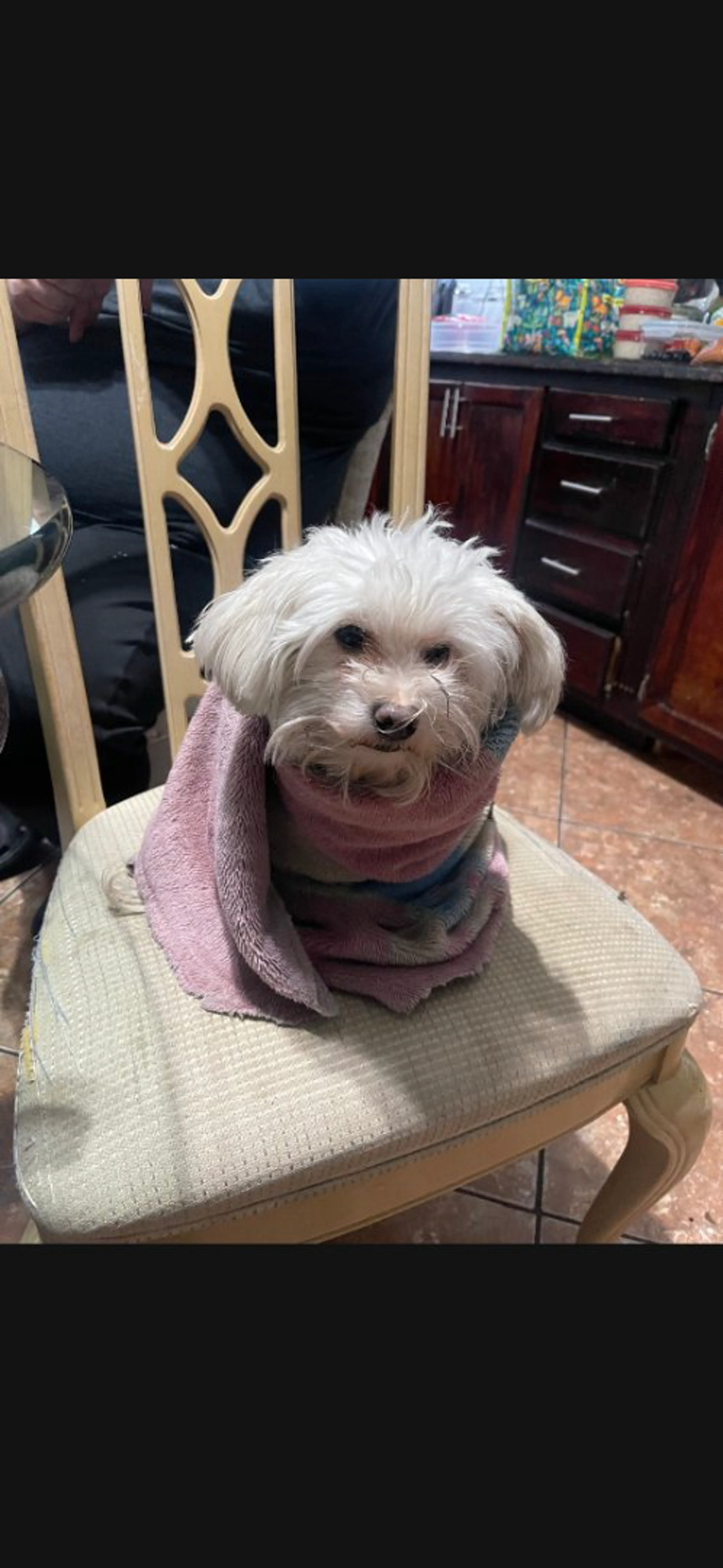 Lost pet-2