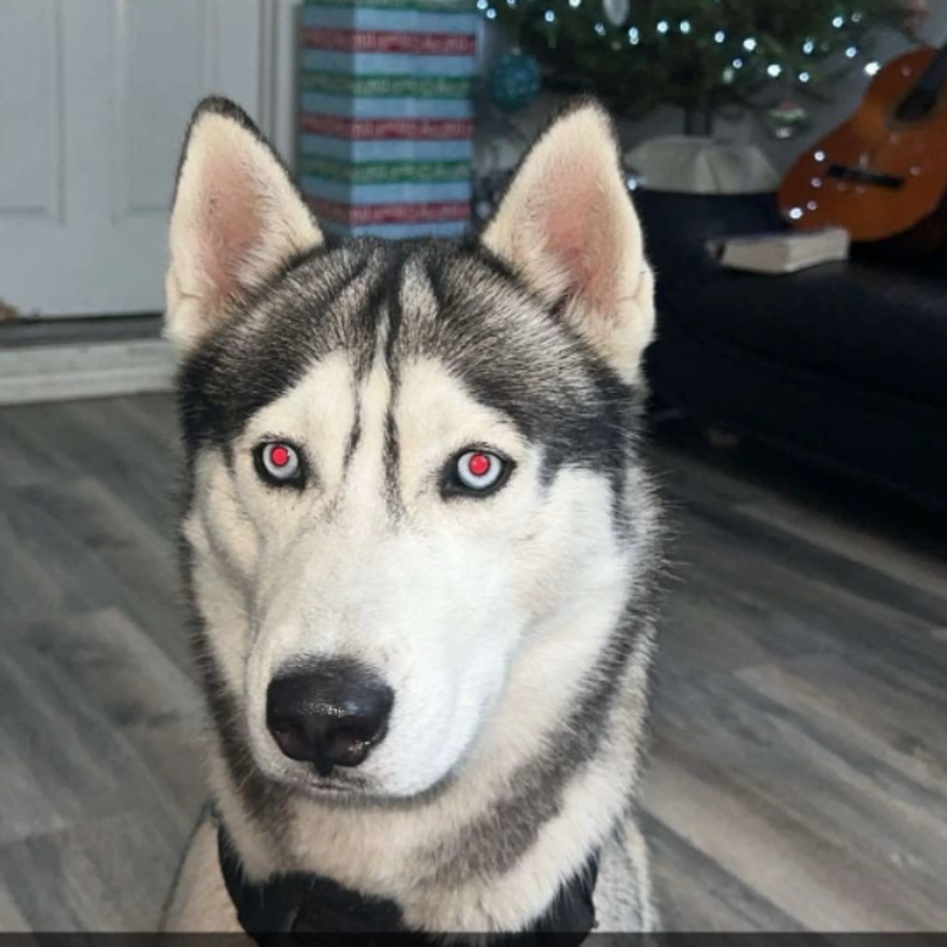 Lost pet