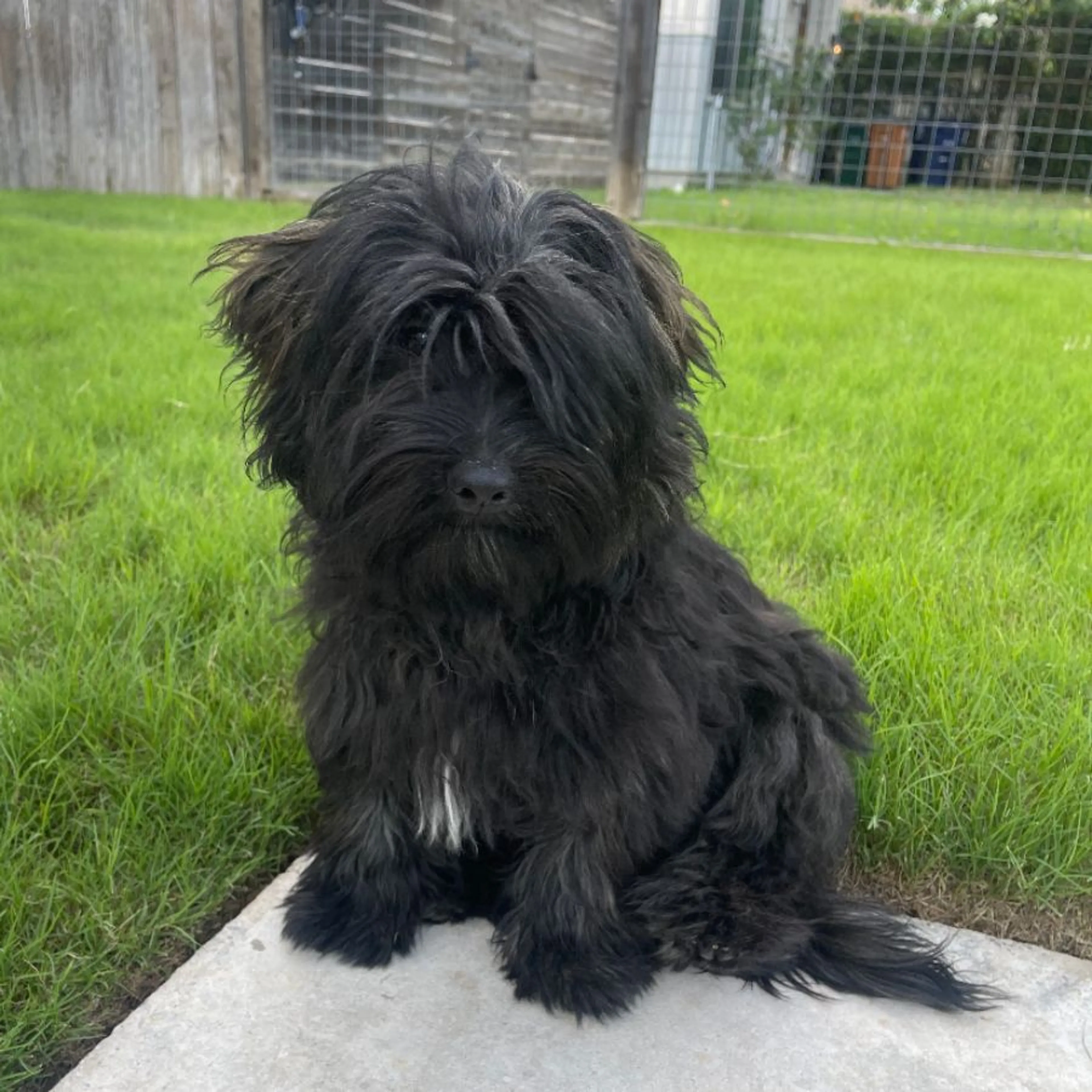 Lost pet-0