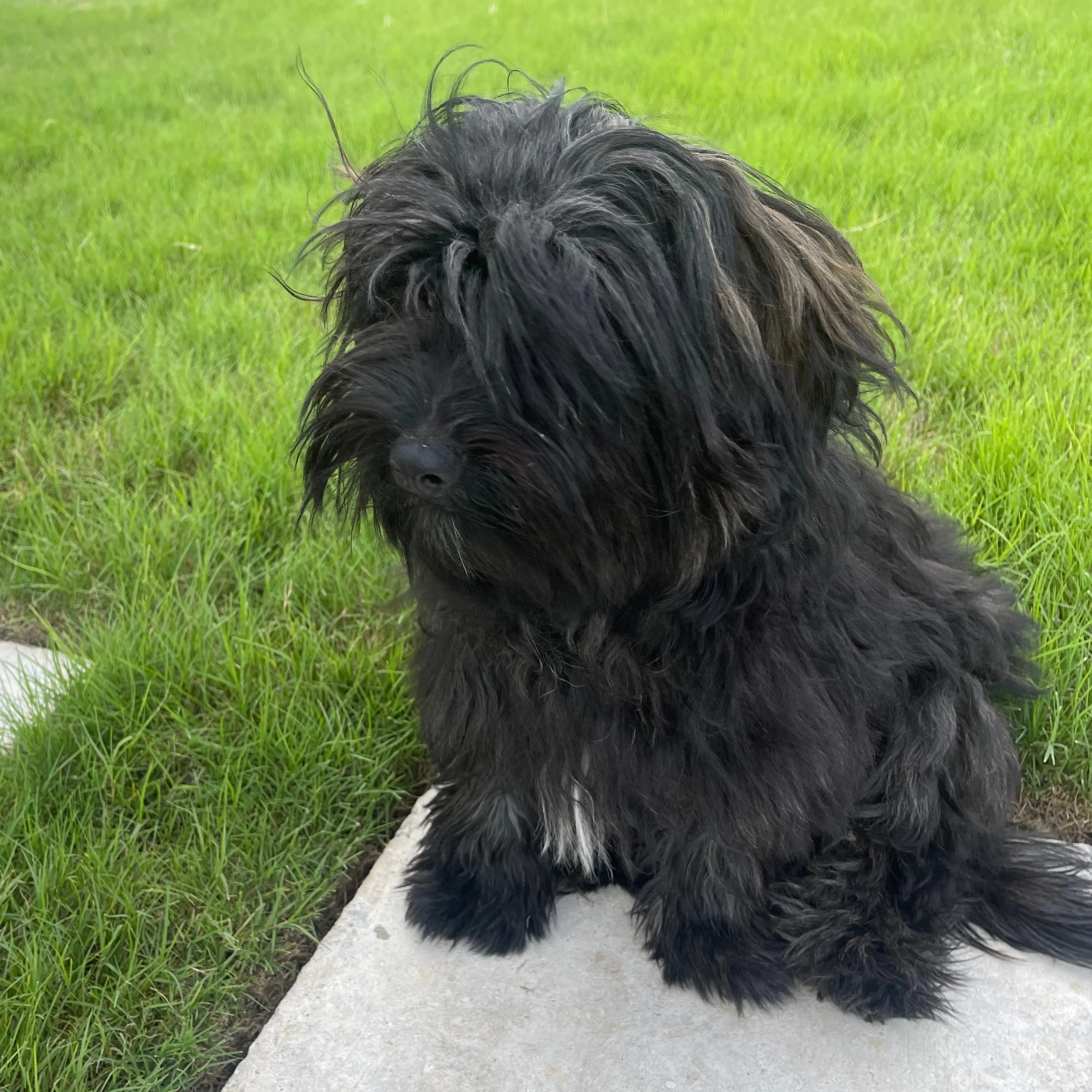 Lost pet-3