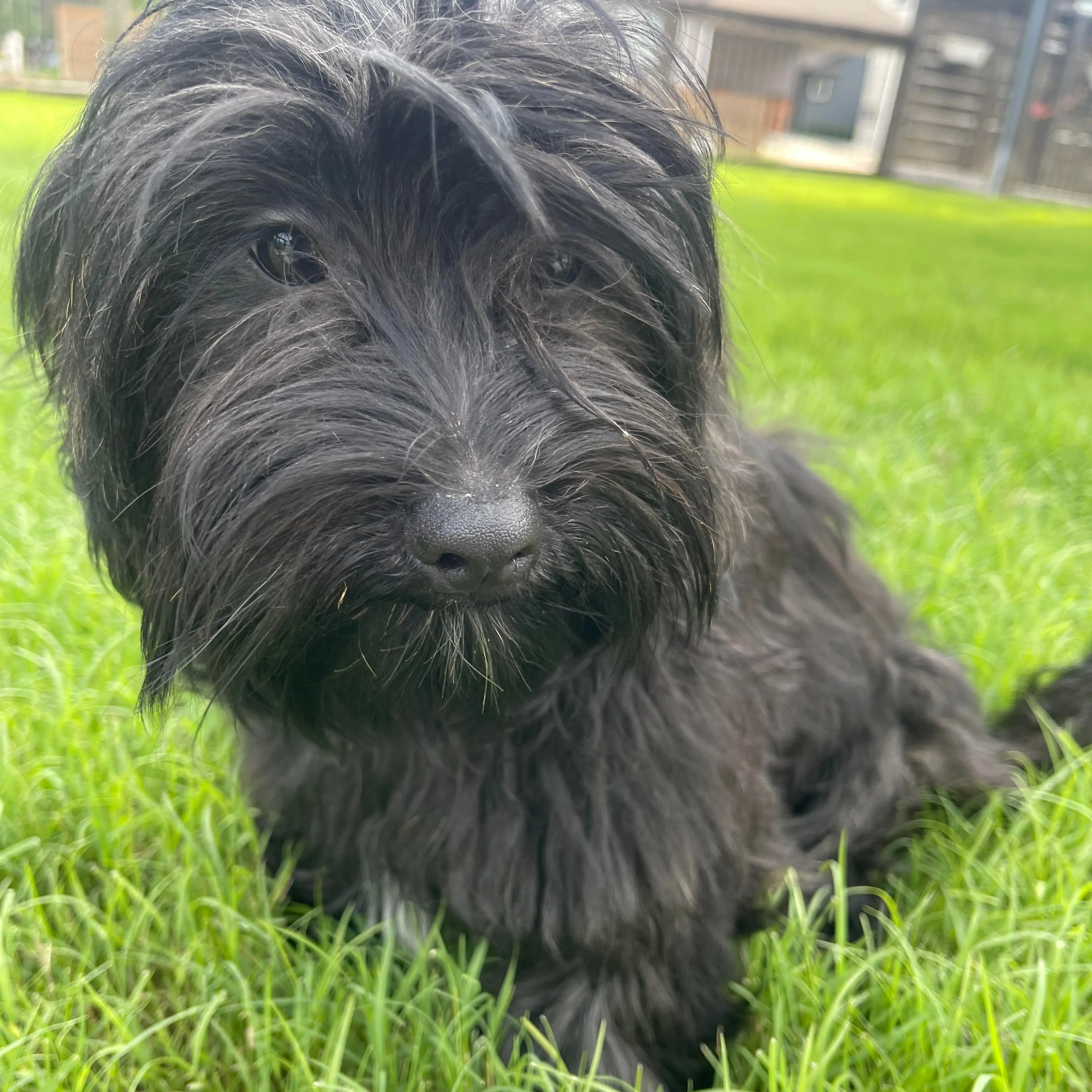 Lost pet-2