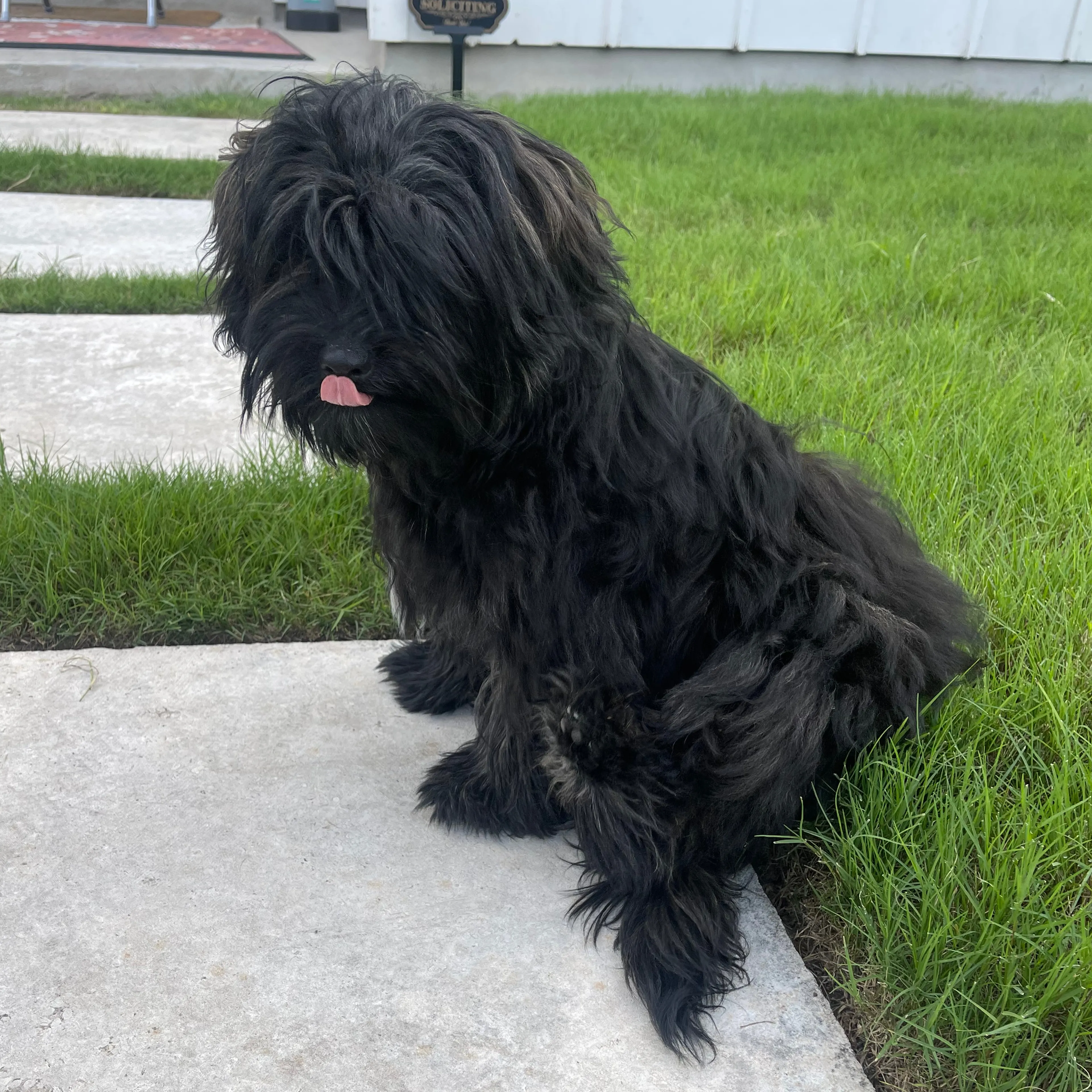 Lost pet-1