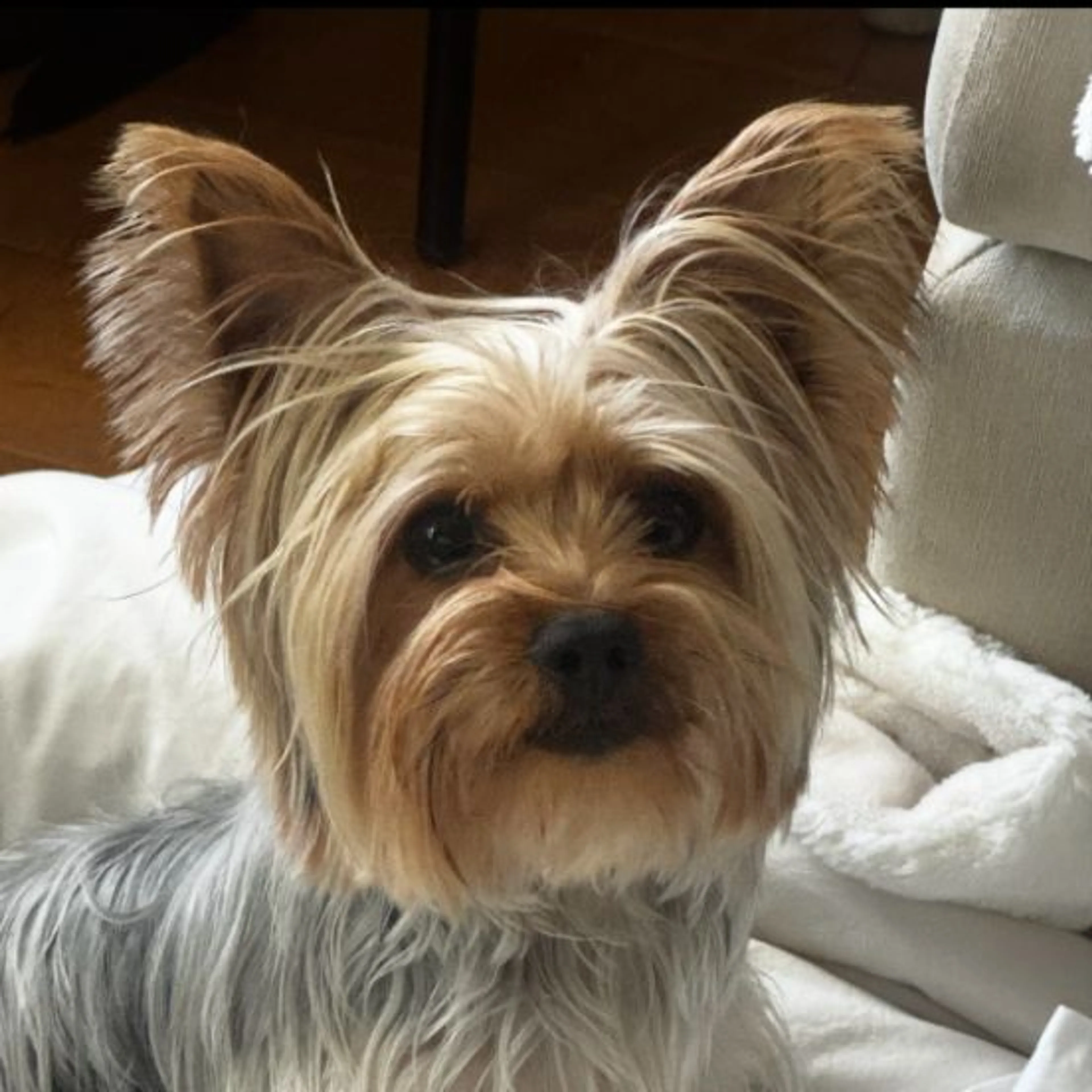 Lost pet