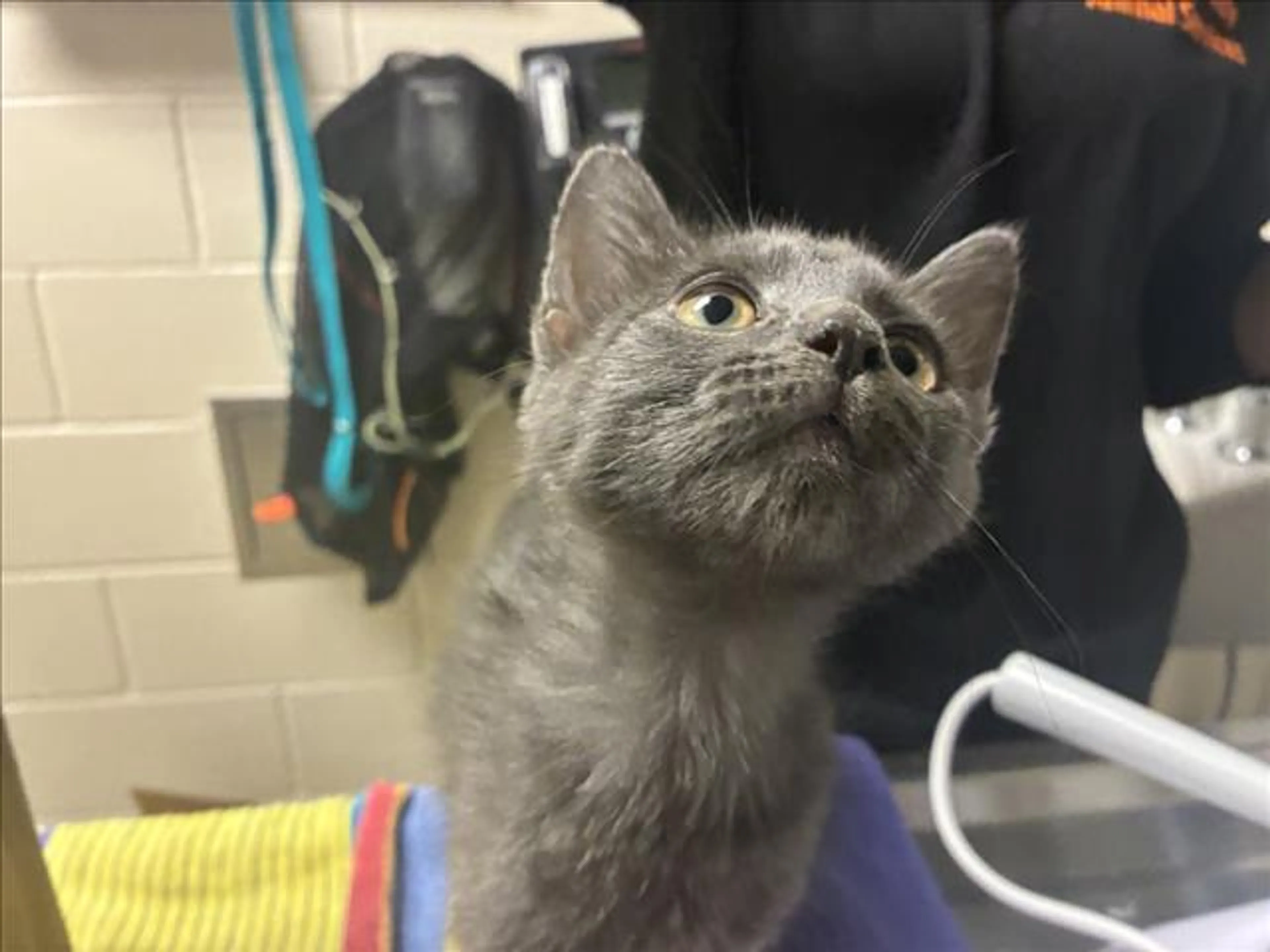 Found pet