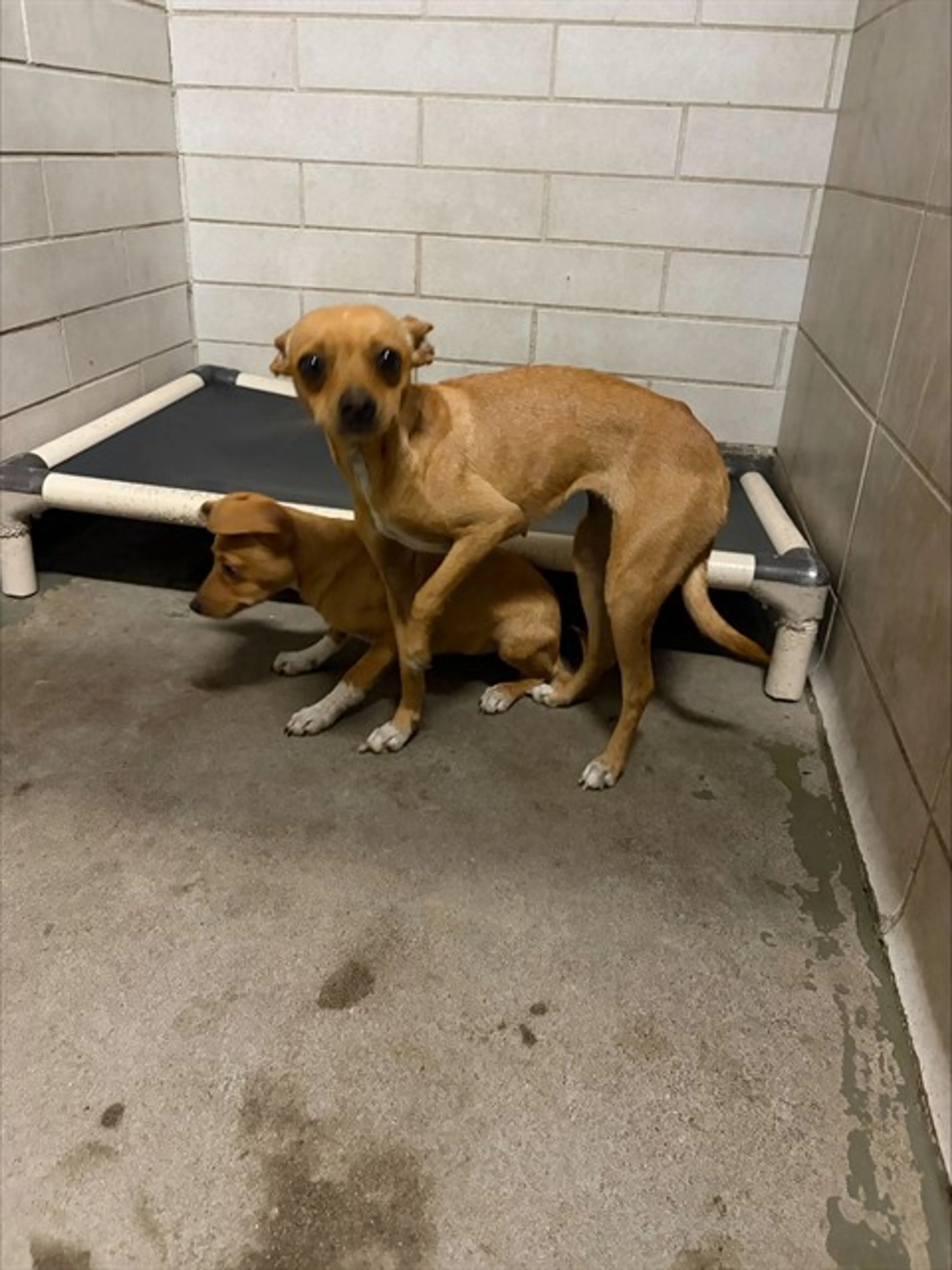 Found pet