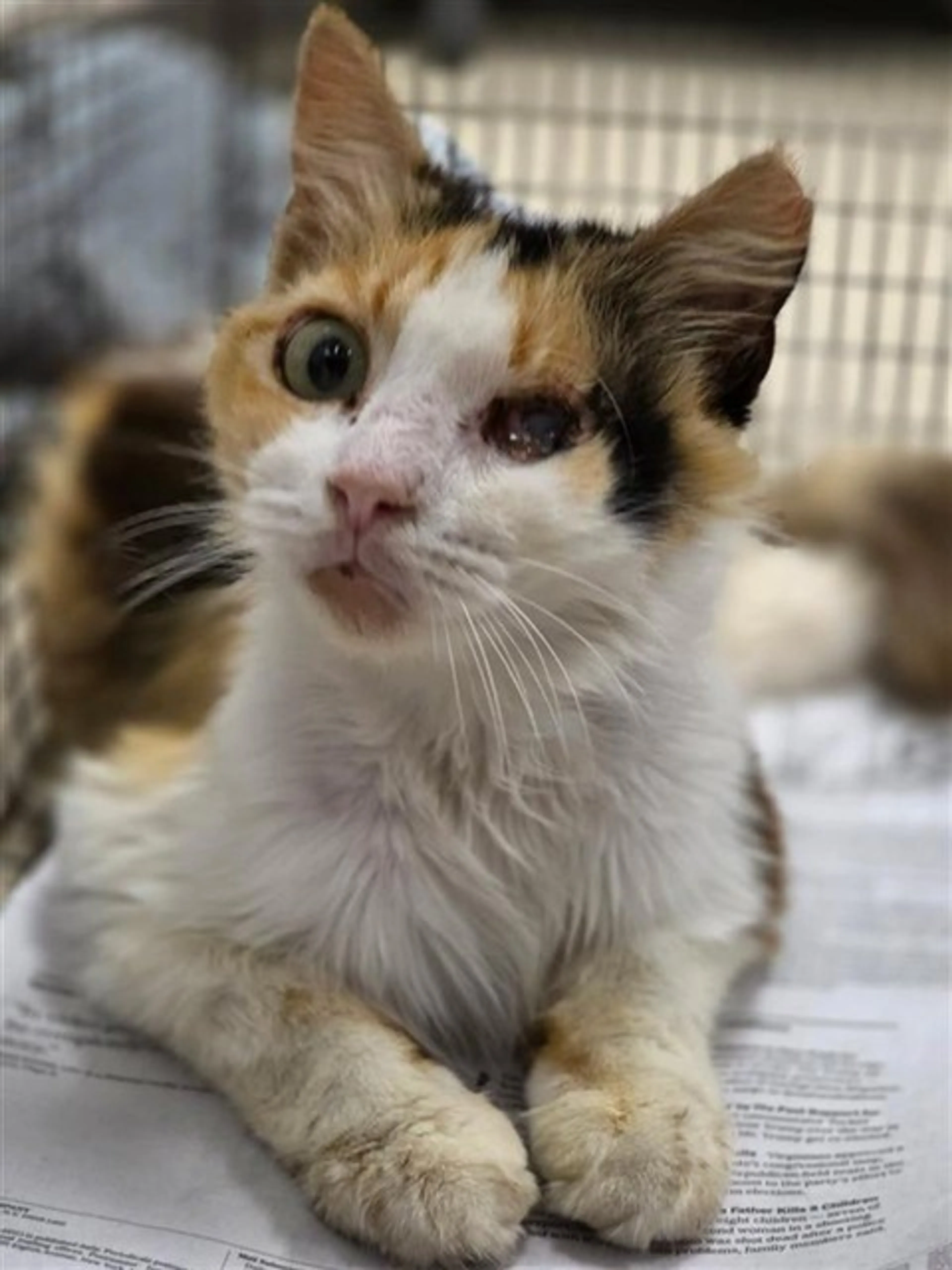Found pet