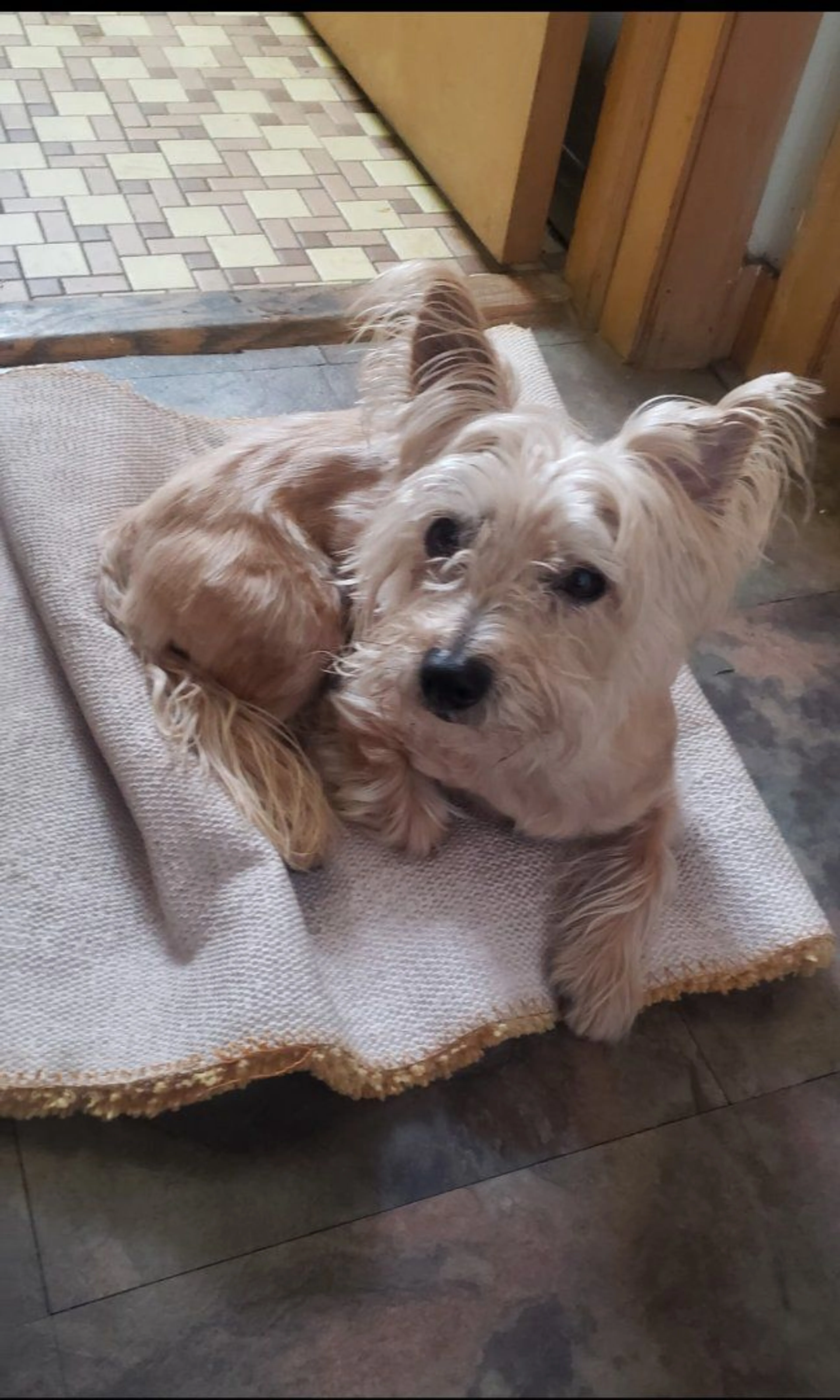 Lost pet-1