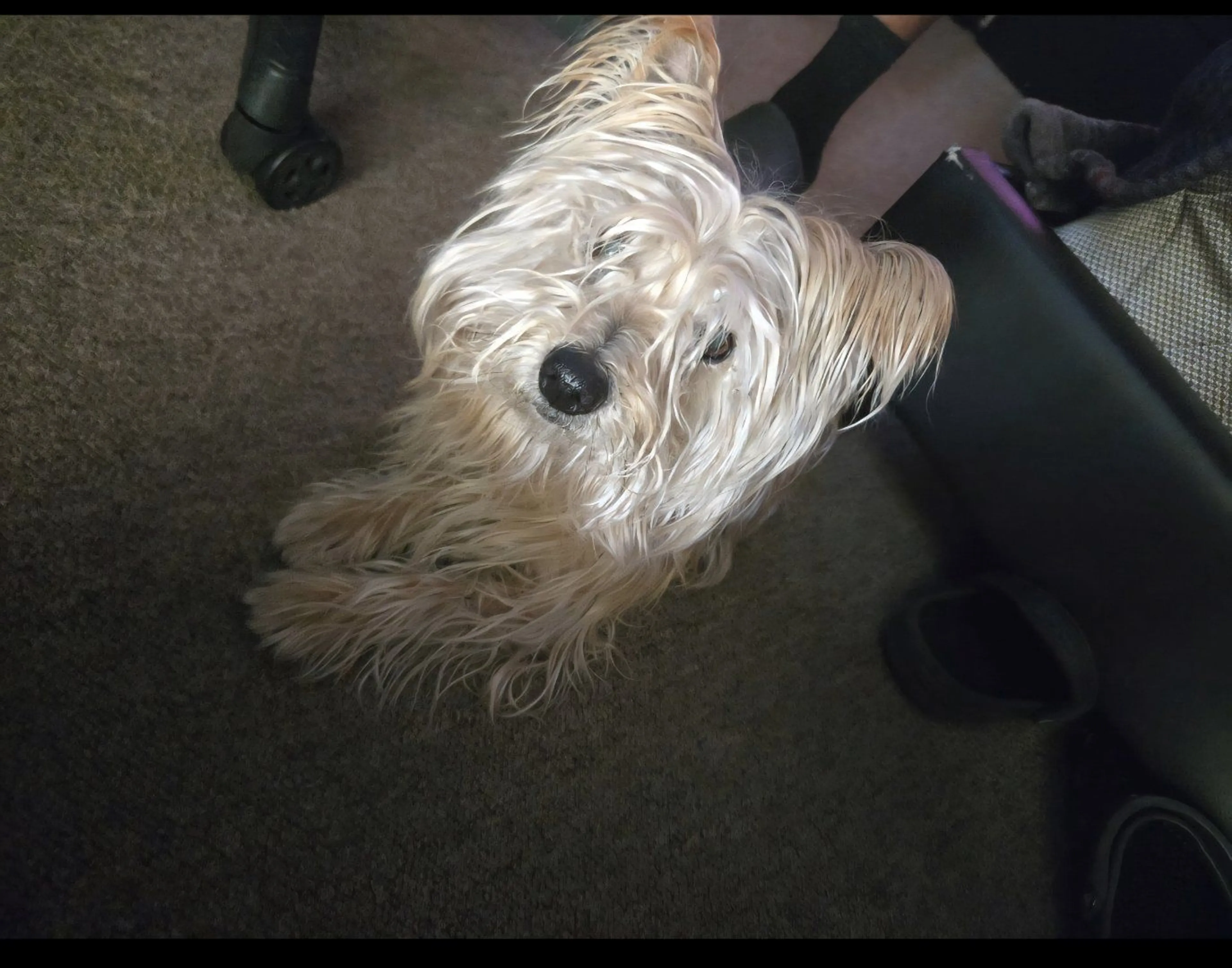 Lost pet-0