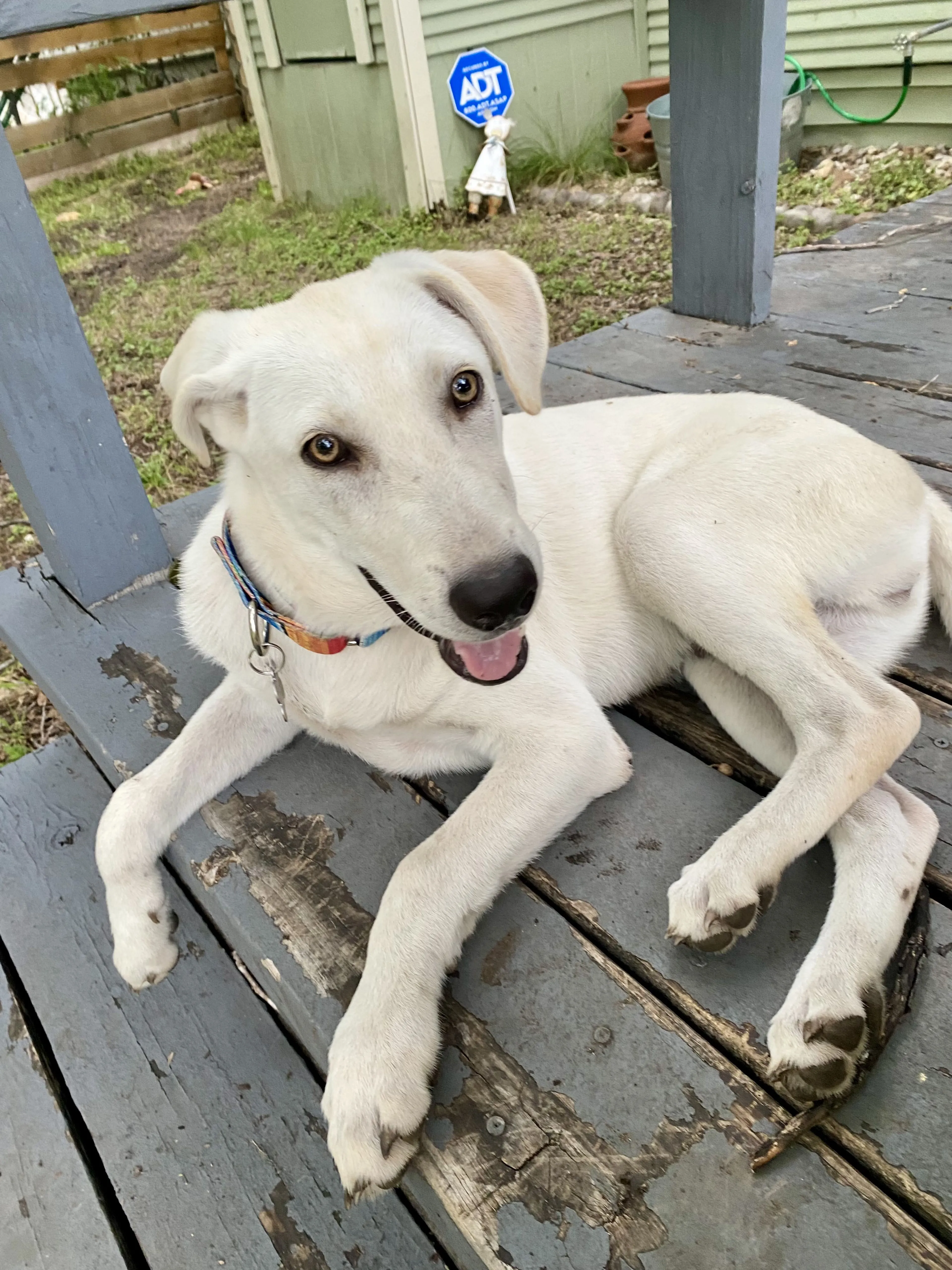 Lost pet-1