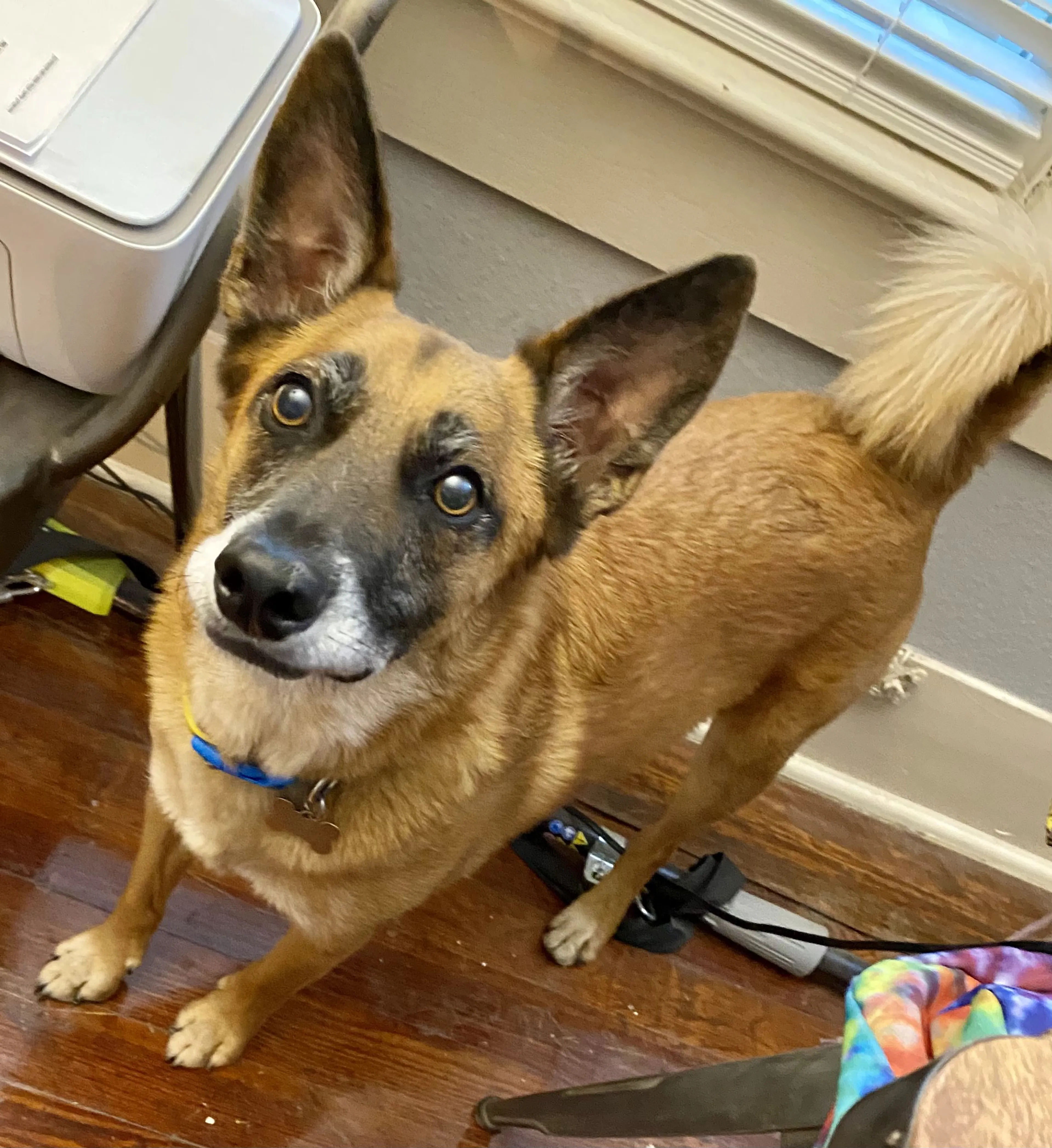 Lost pet-2