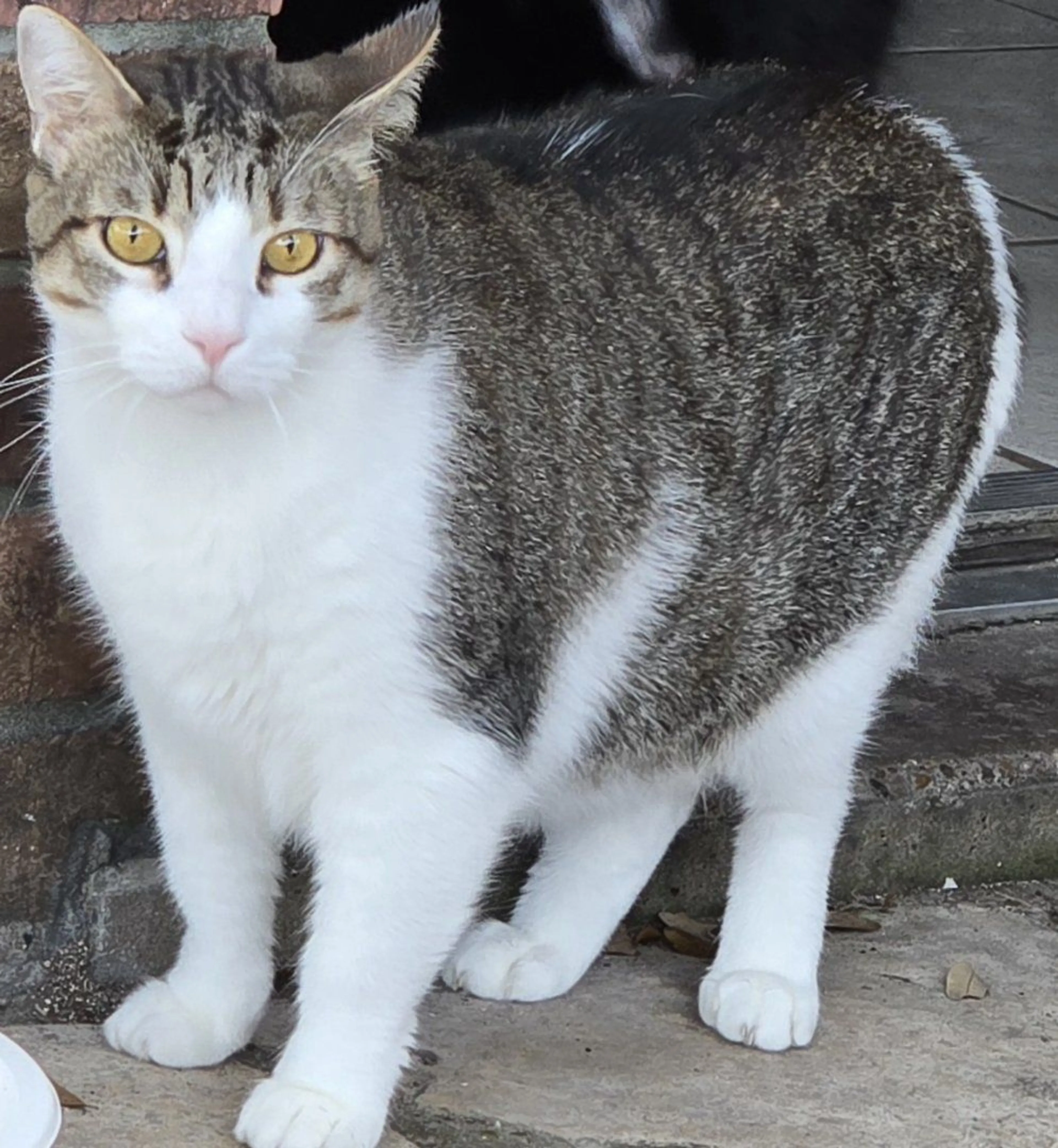 Lost pet