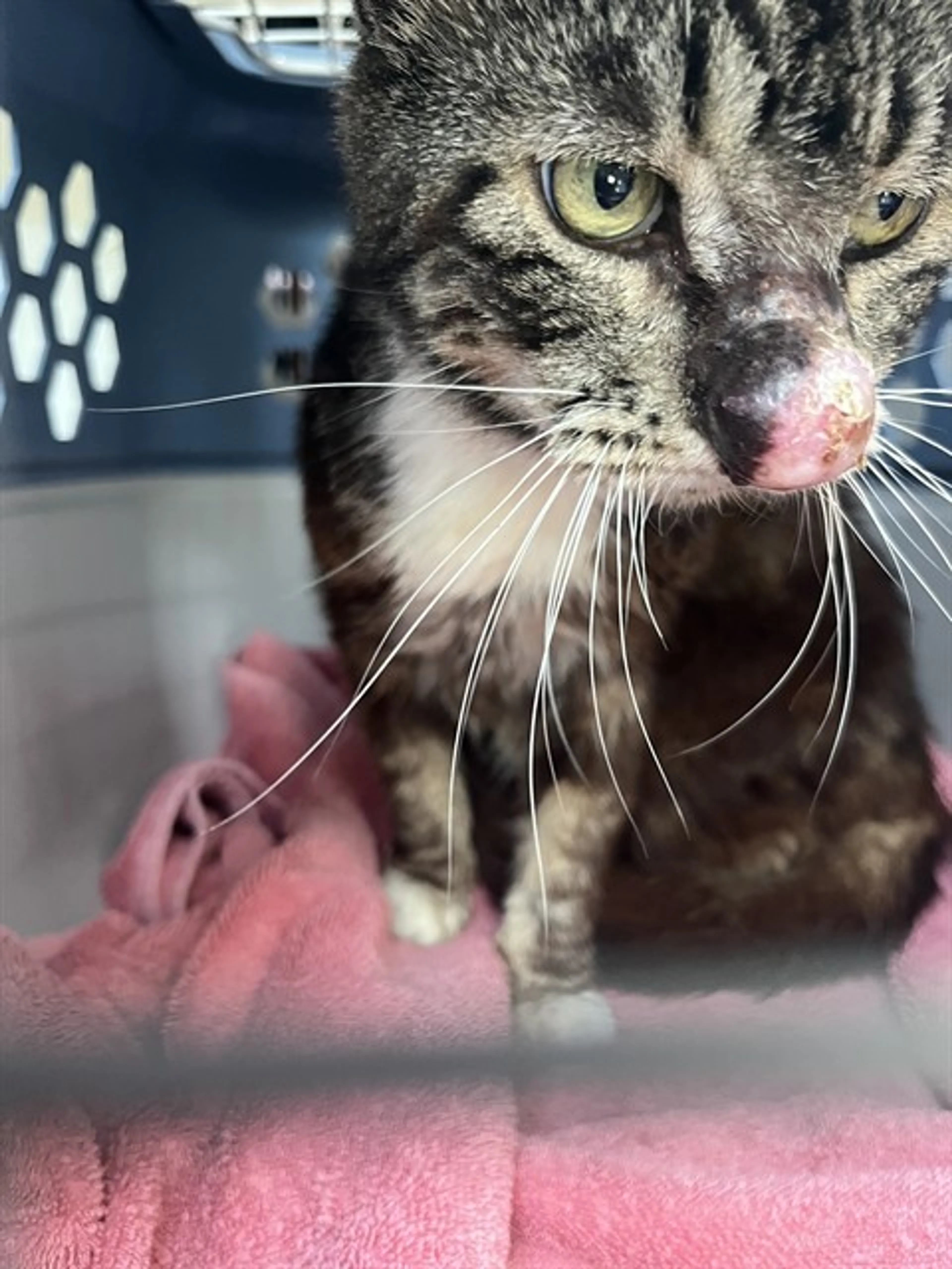 Found pet