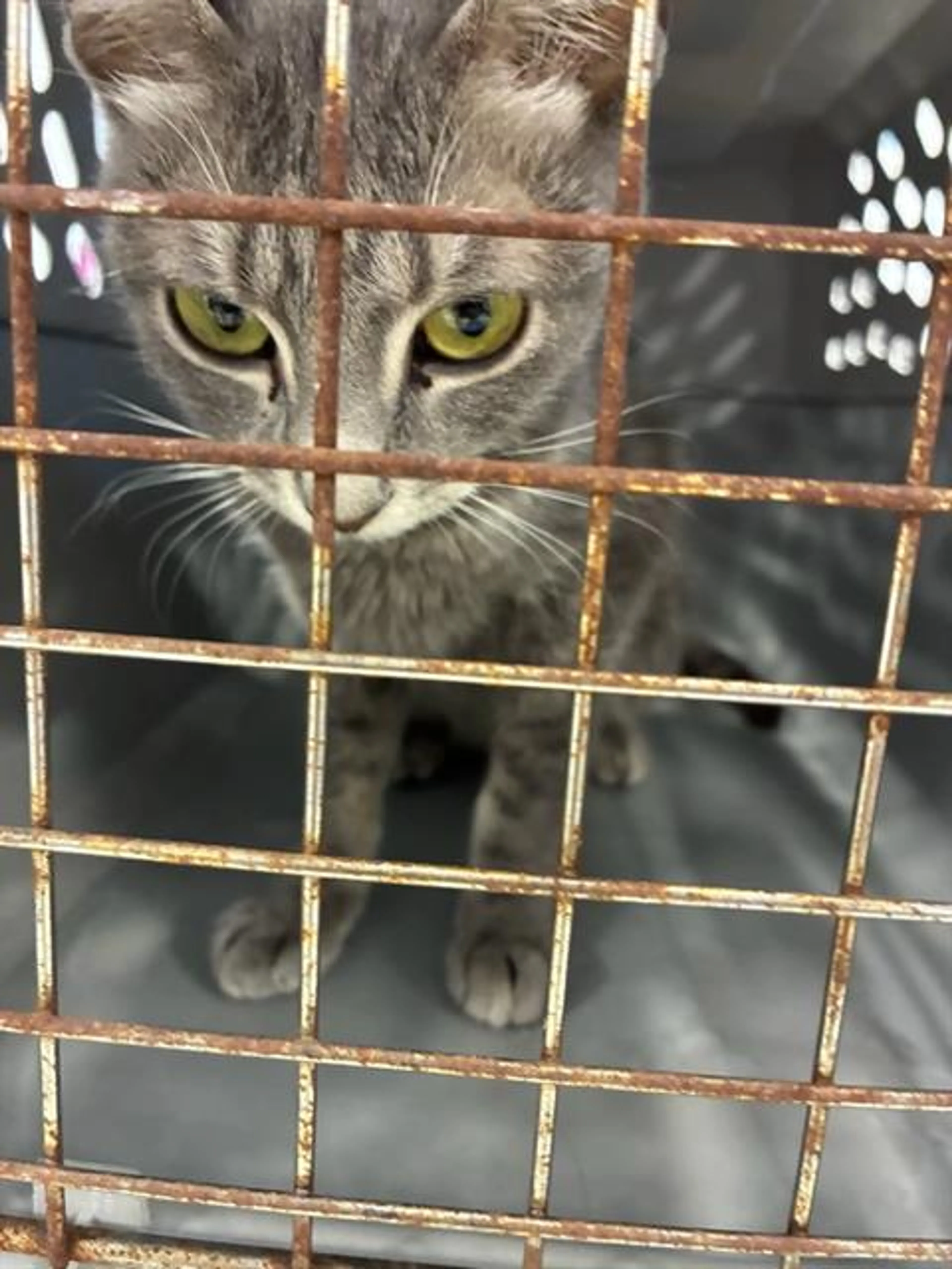 Found pet
