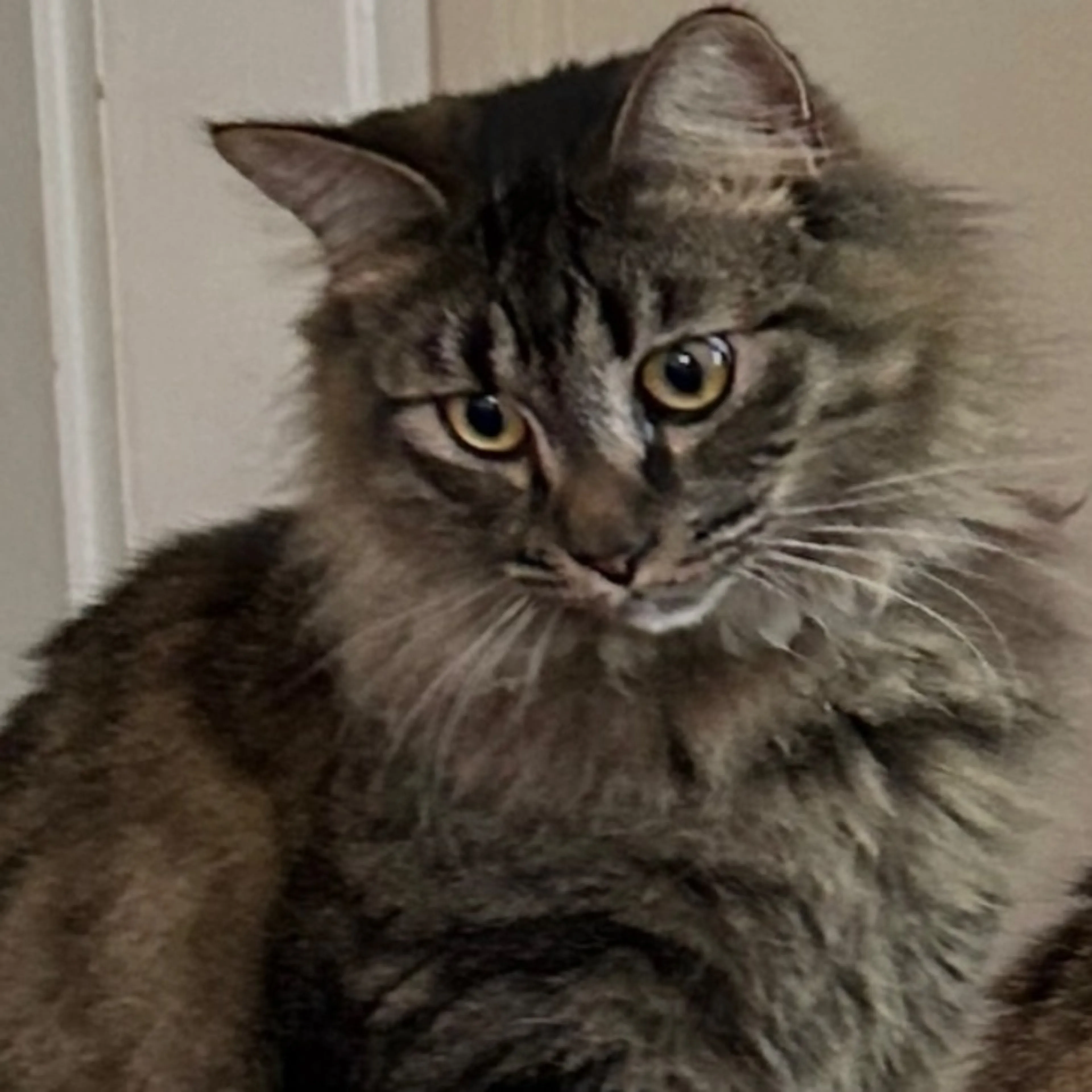 Lost pet-0